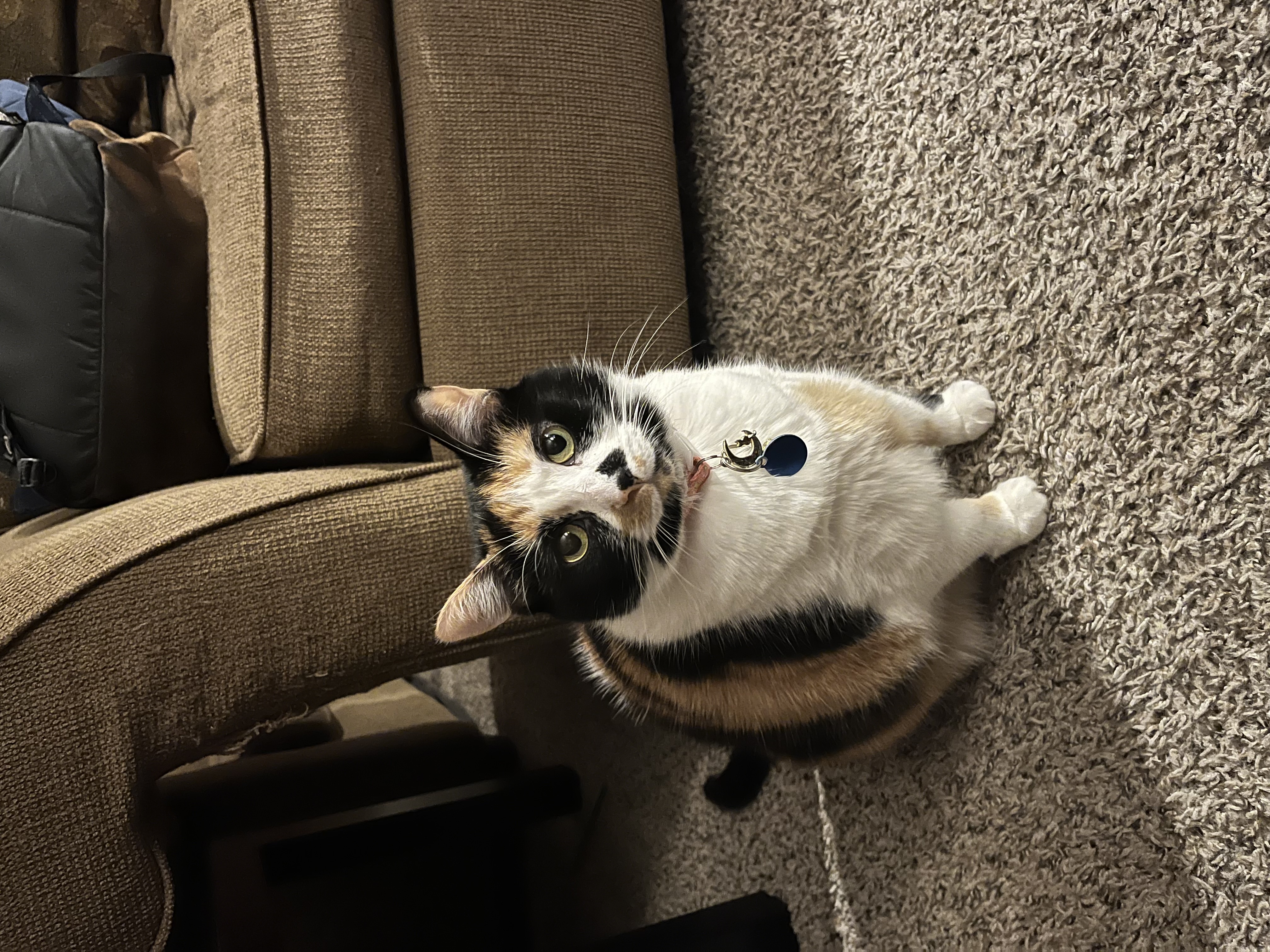 Stella — 67842305059 6c14b915 0758 4c10 a4fc 547e6beea2be 0dd369