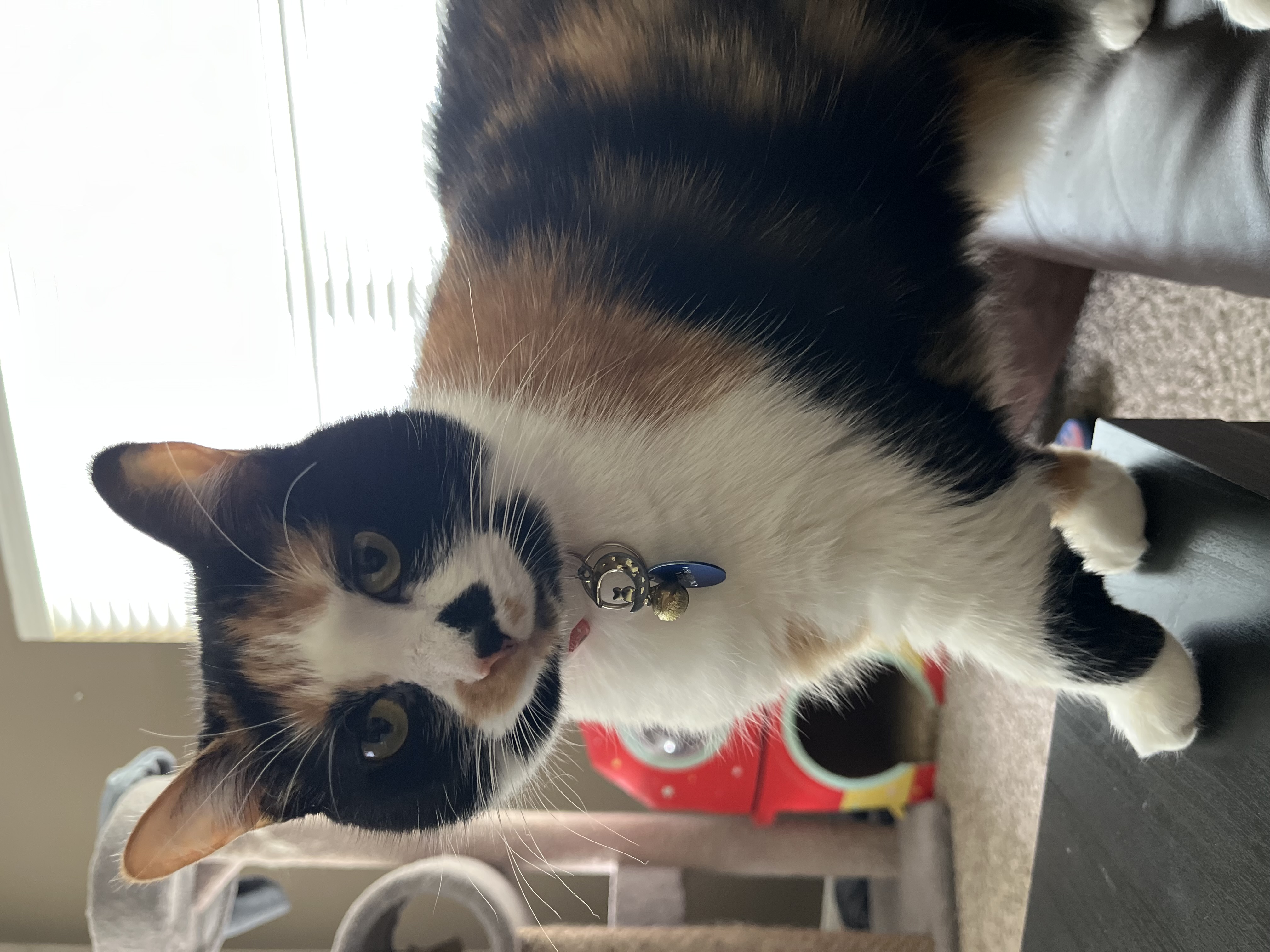 Stella — 70268541115 637ddeec 9c56 4182 9a5d bd81f1de6a57 943916