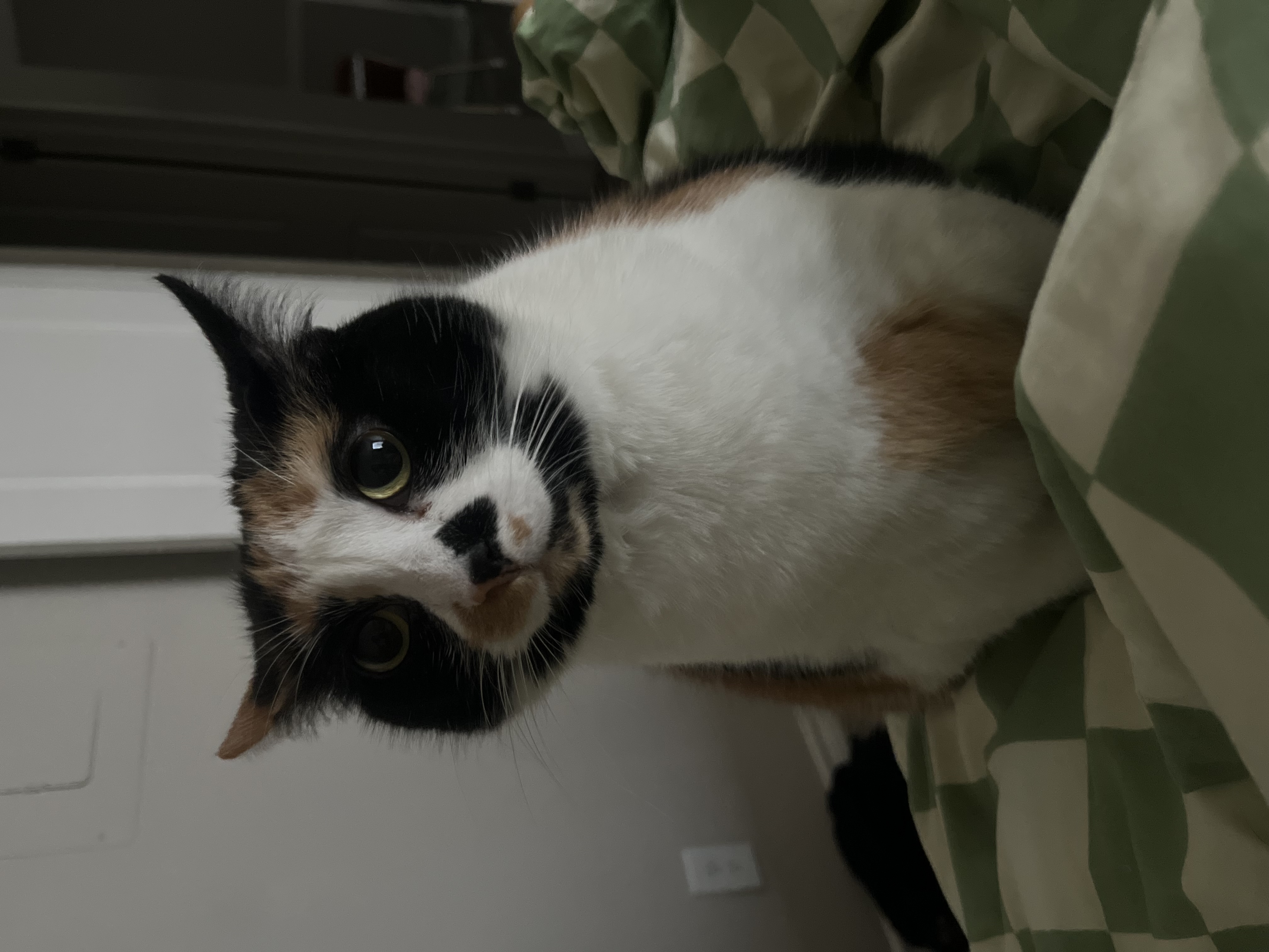 Stella — 73714500624 ba077183 e588 4336 a1cb 10d0969a5c20 abf192