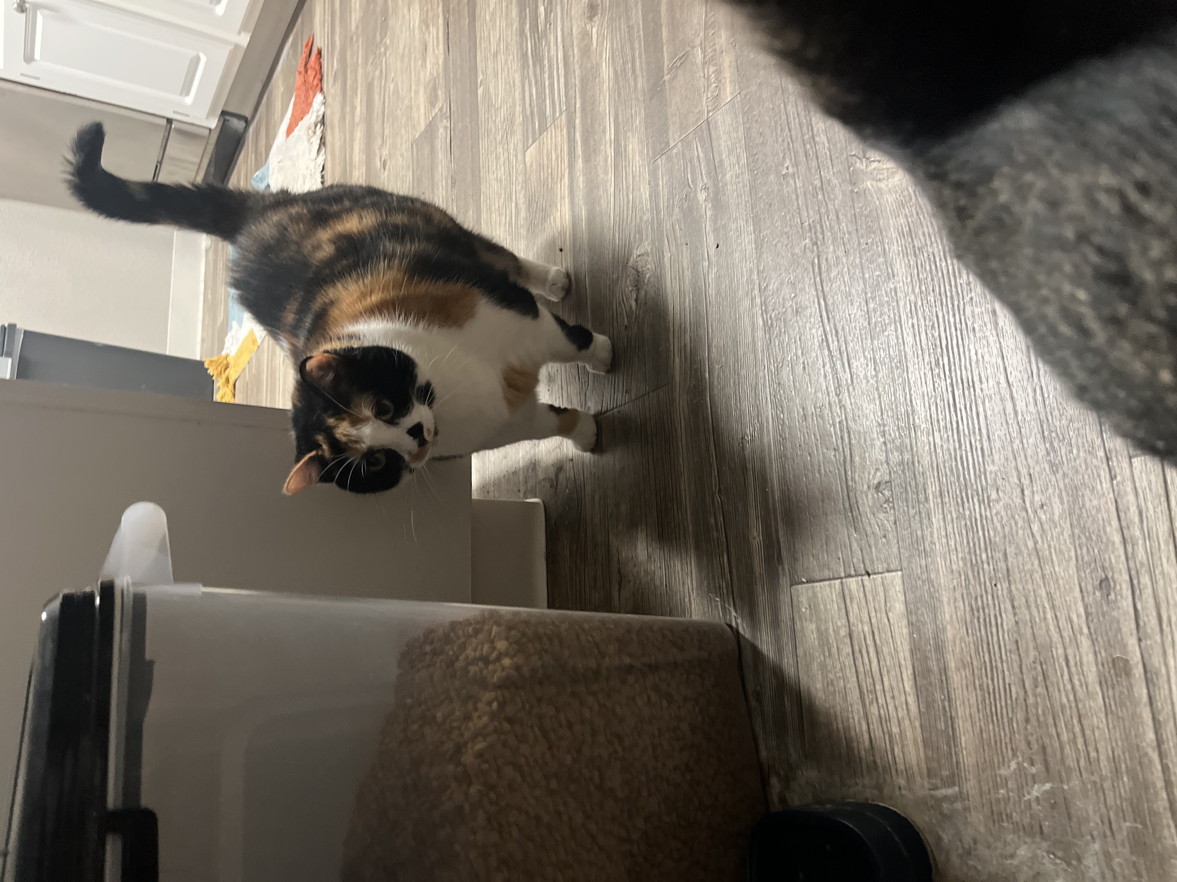Stella — 73735298229 aaf5d273 3fa9 4dfc a5c2 a1436af97504 6c0f0b