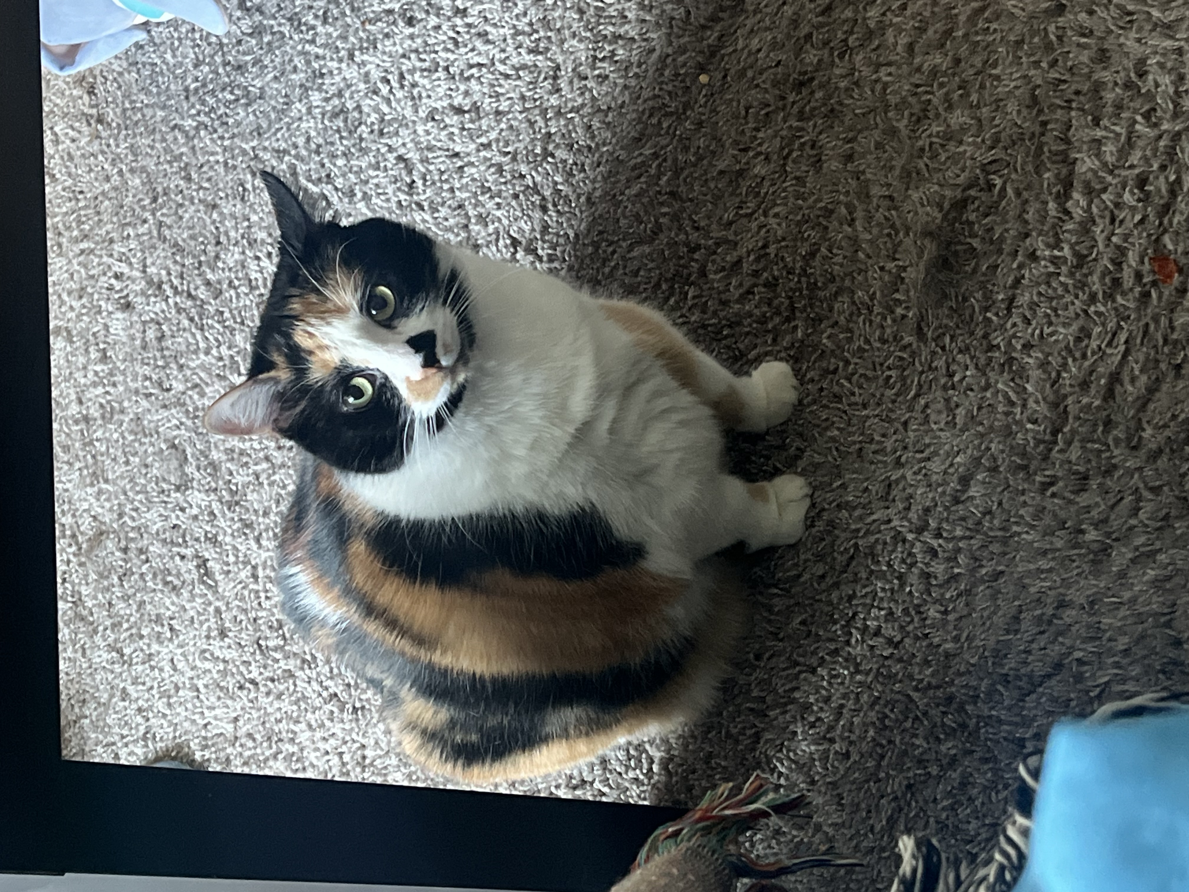 Stella — 73820727362 89324c8a f4bc 45f5 a70a 4b705e42d681 22f34a