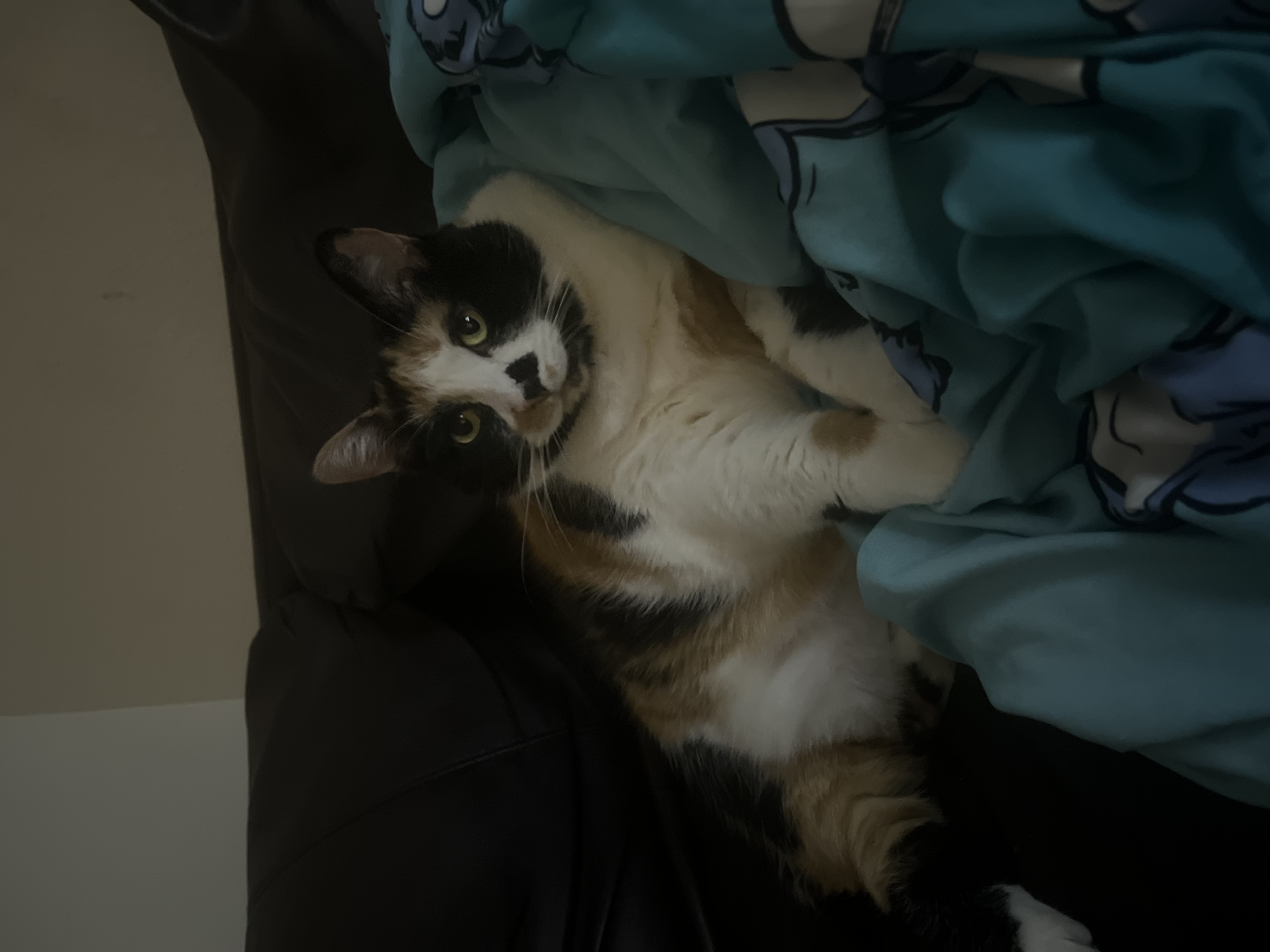 Stella — 73829798495 71e7f752 dde4 4c12 b4af 40a6bcb48aa2 3f917c