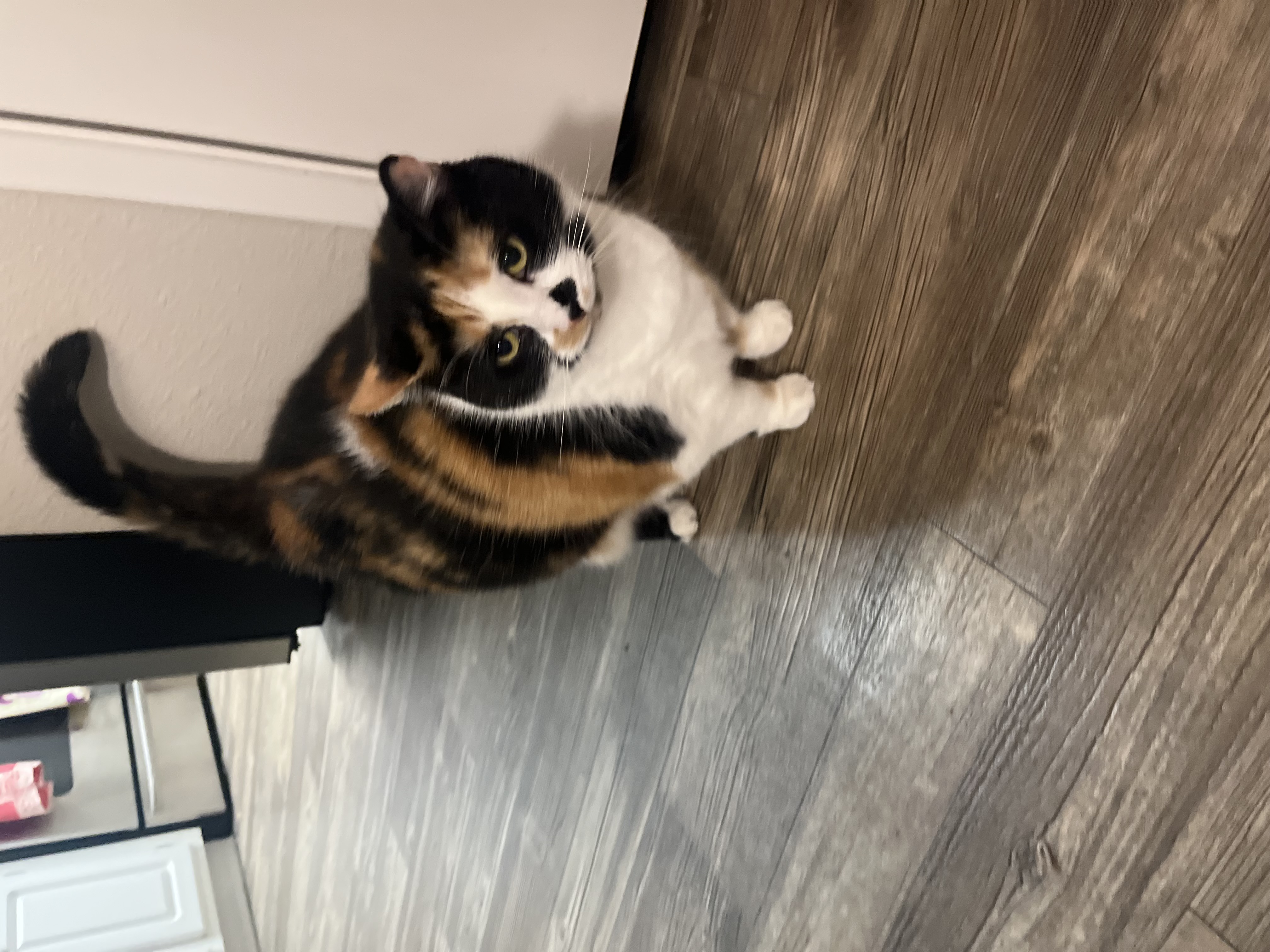 Stella — 73865449687 a533eea1 b2b2 465a 936c 42b70f472eea 97596c