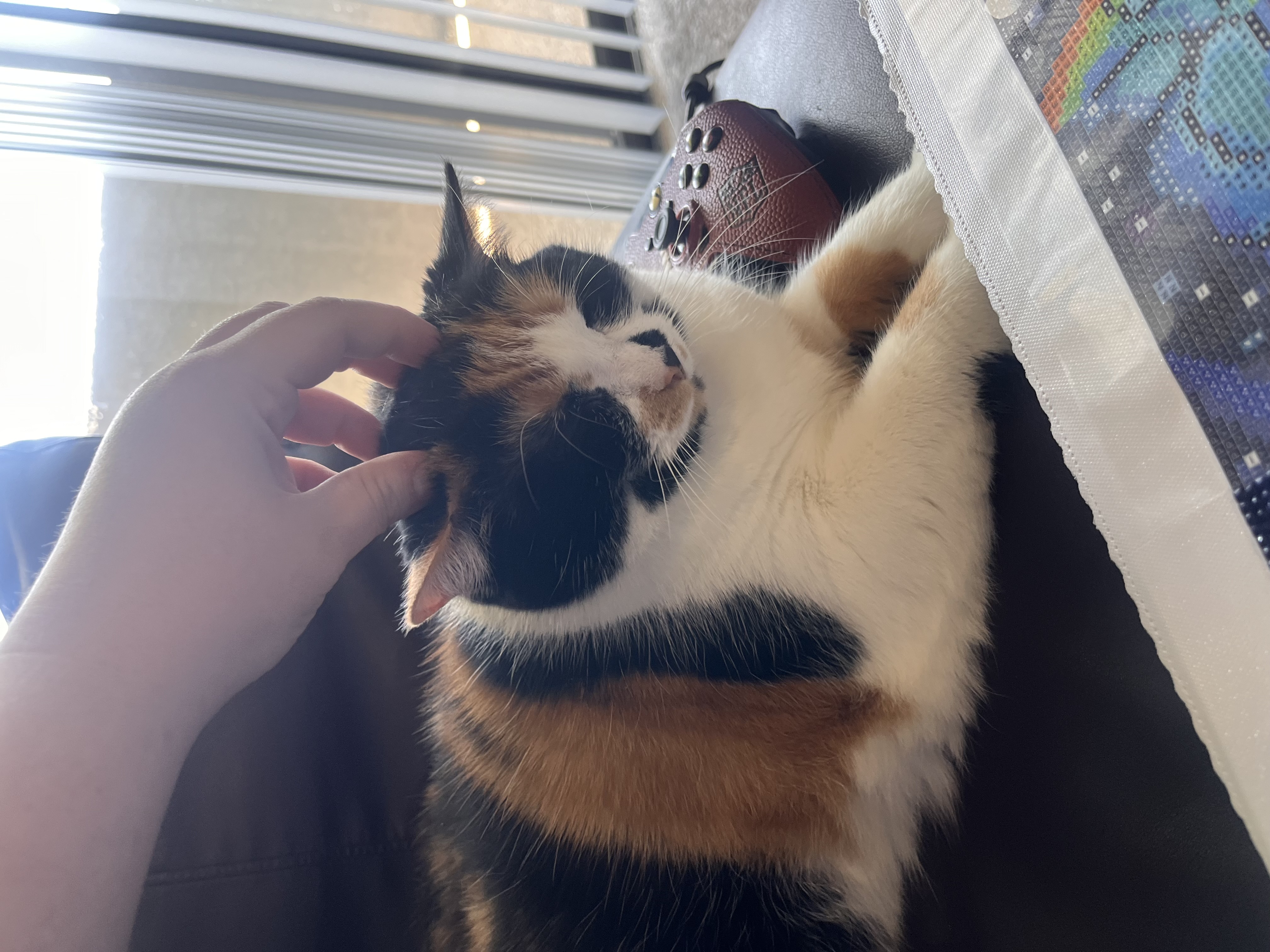 Stella — 73896868339 97ae7ffe 7a59 423c 874e c3676eb3f59f f0b080