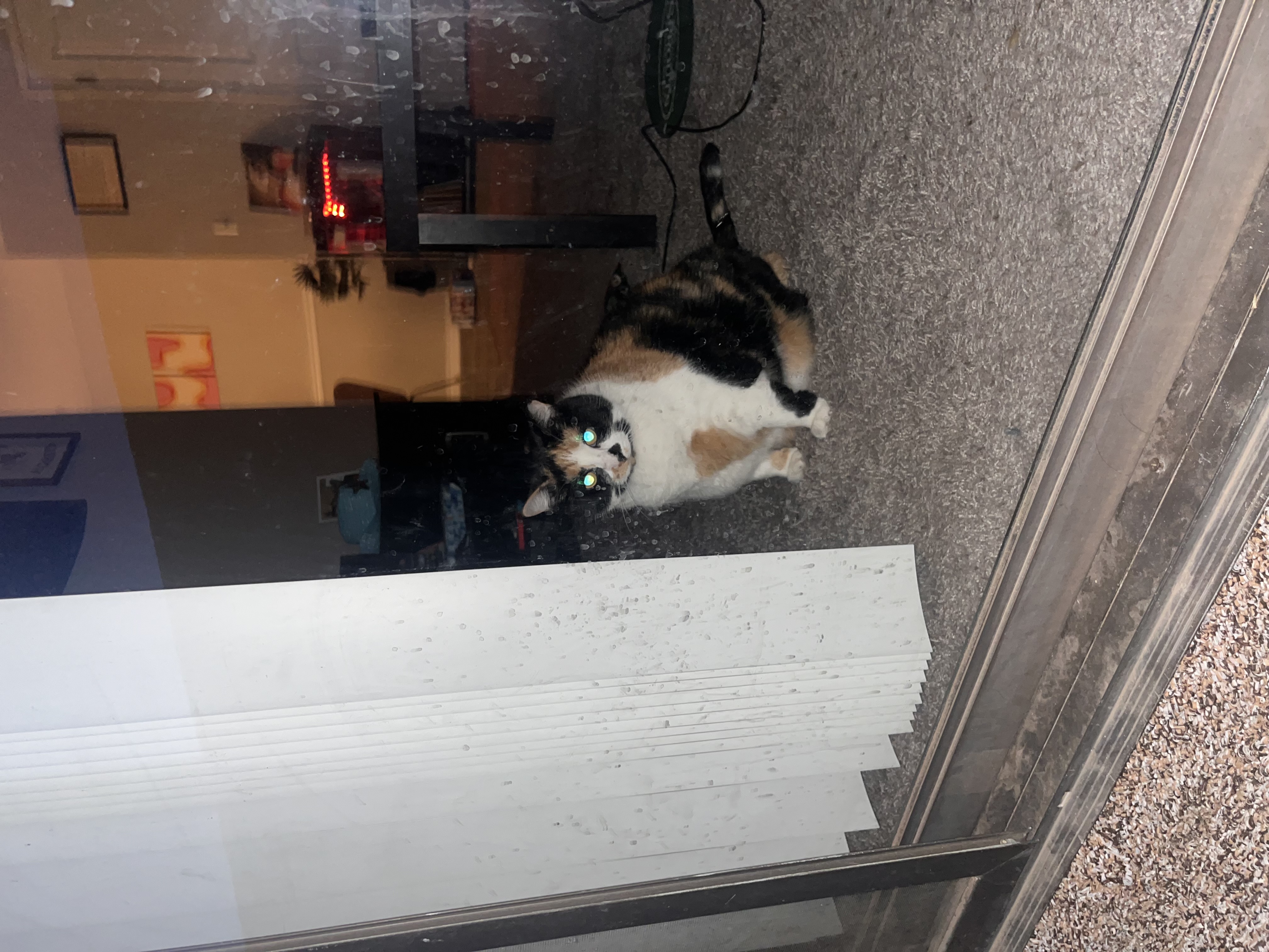 Stella — 73907672236 132c1124 5527 40b5 9a50 910a14718293 9581af