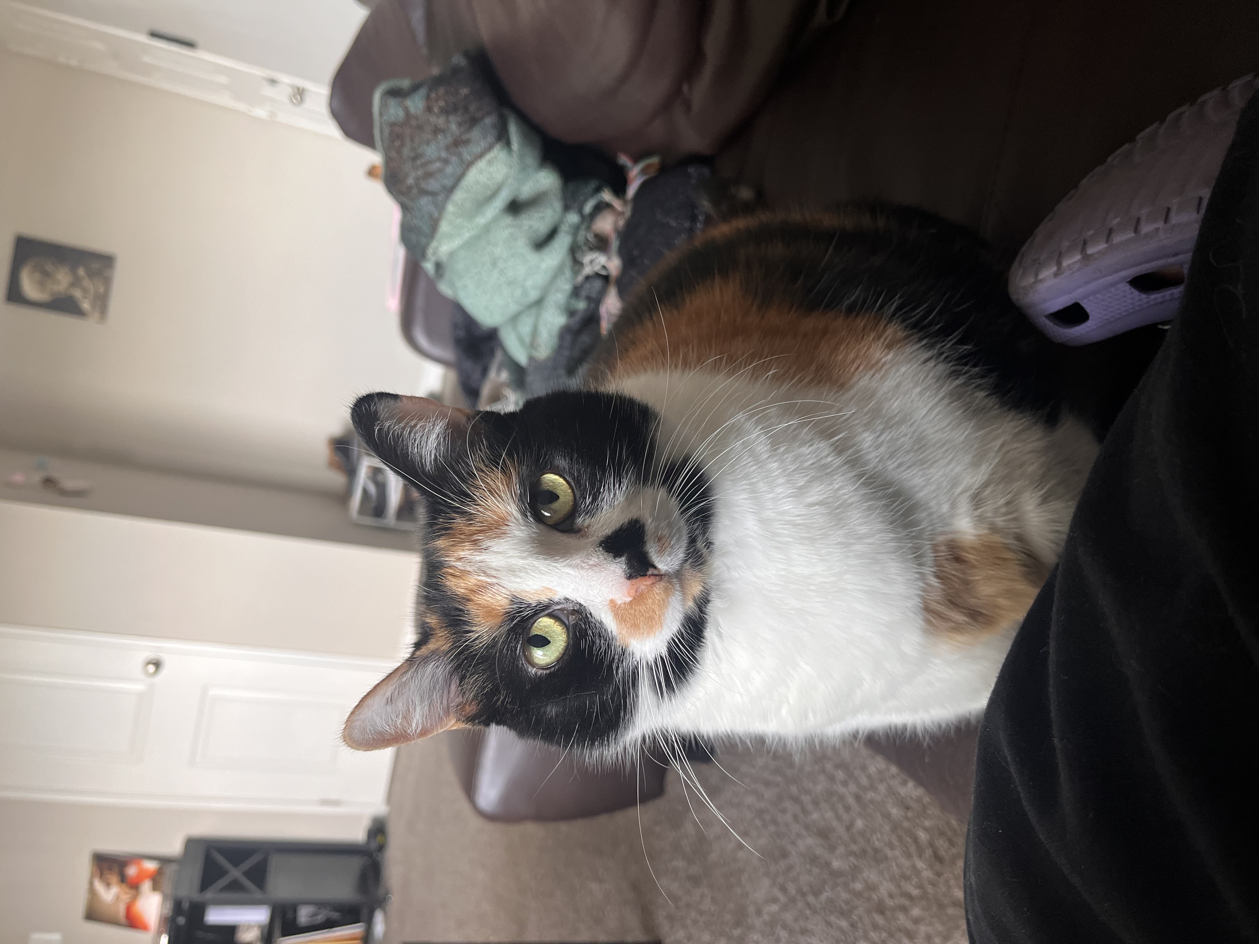 Stella — 73923128542 b5957b9e ffca 4509 8107 00a0c9d2a1f6 1decd2