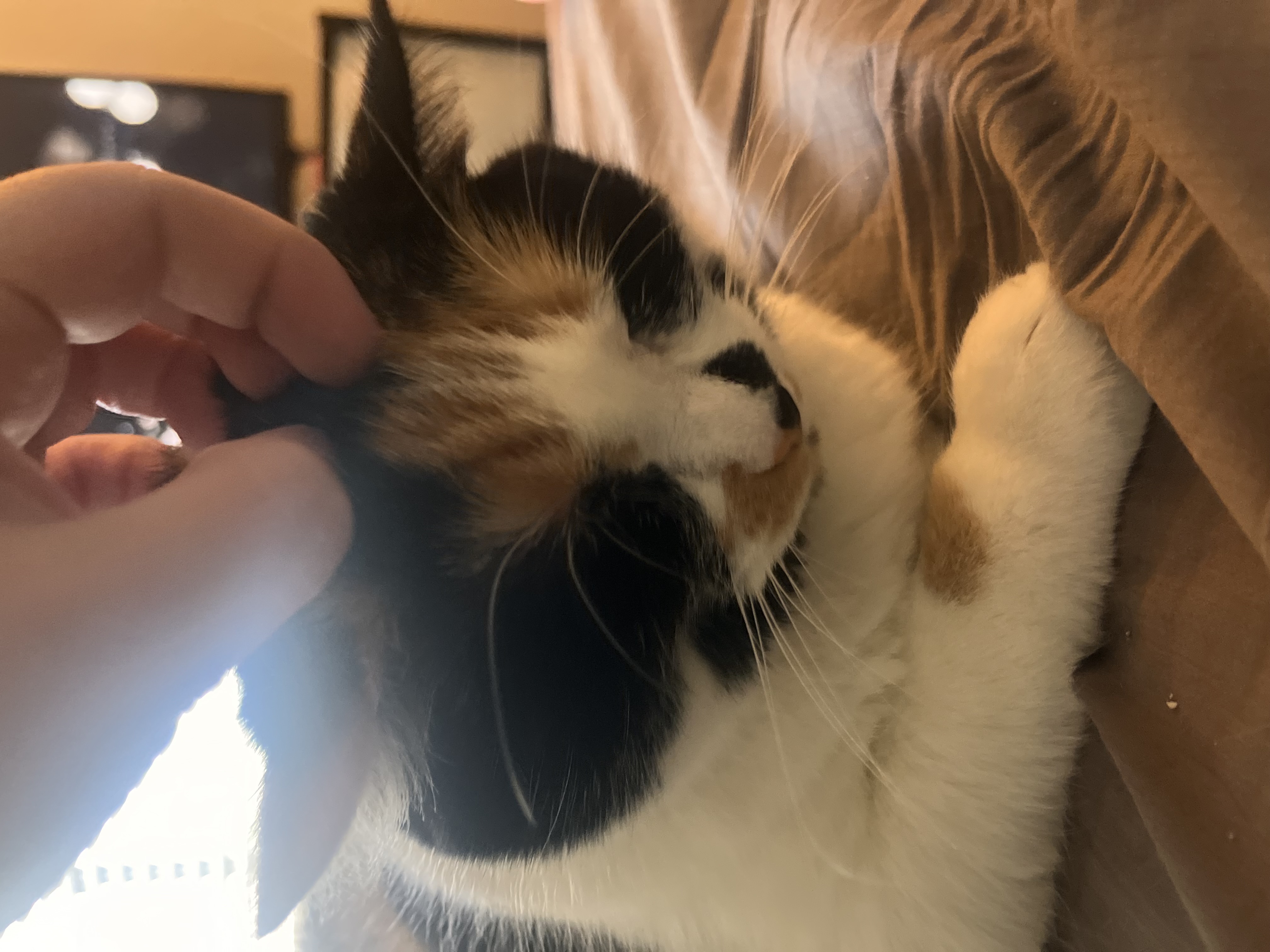 Stella — 73948892957 746ffb3e ff06 45de b474 4d2dc7fc9f27 c8f0eb