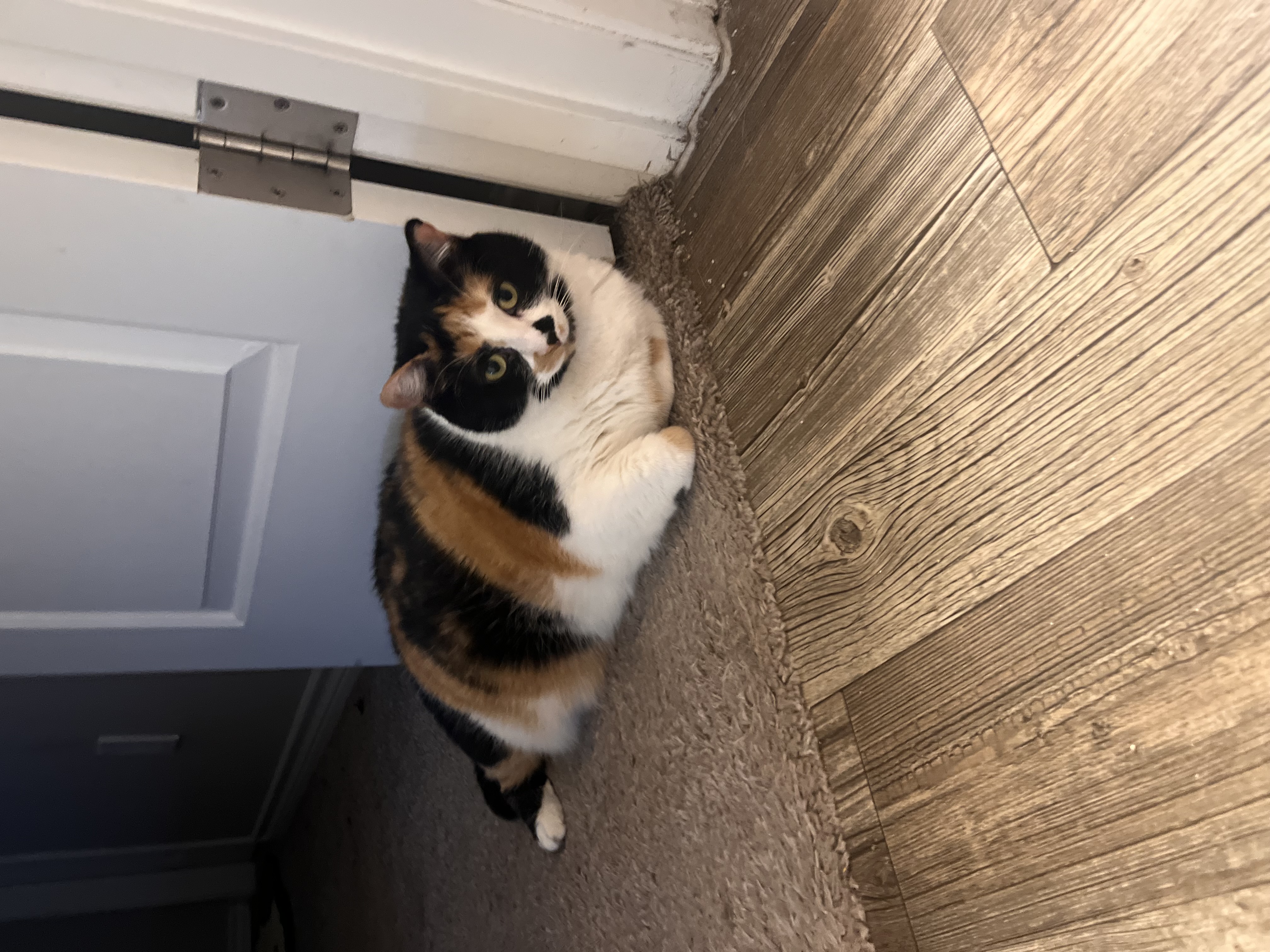 Stella — 73976359818 a8d7eeff bf65 4419 8d0f 0d5b03483494 53ad14
