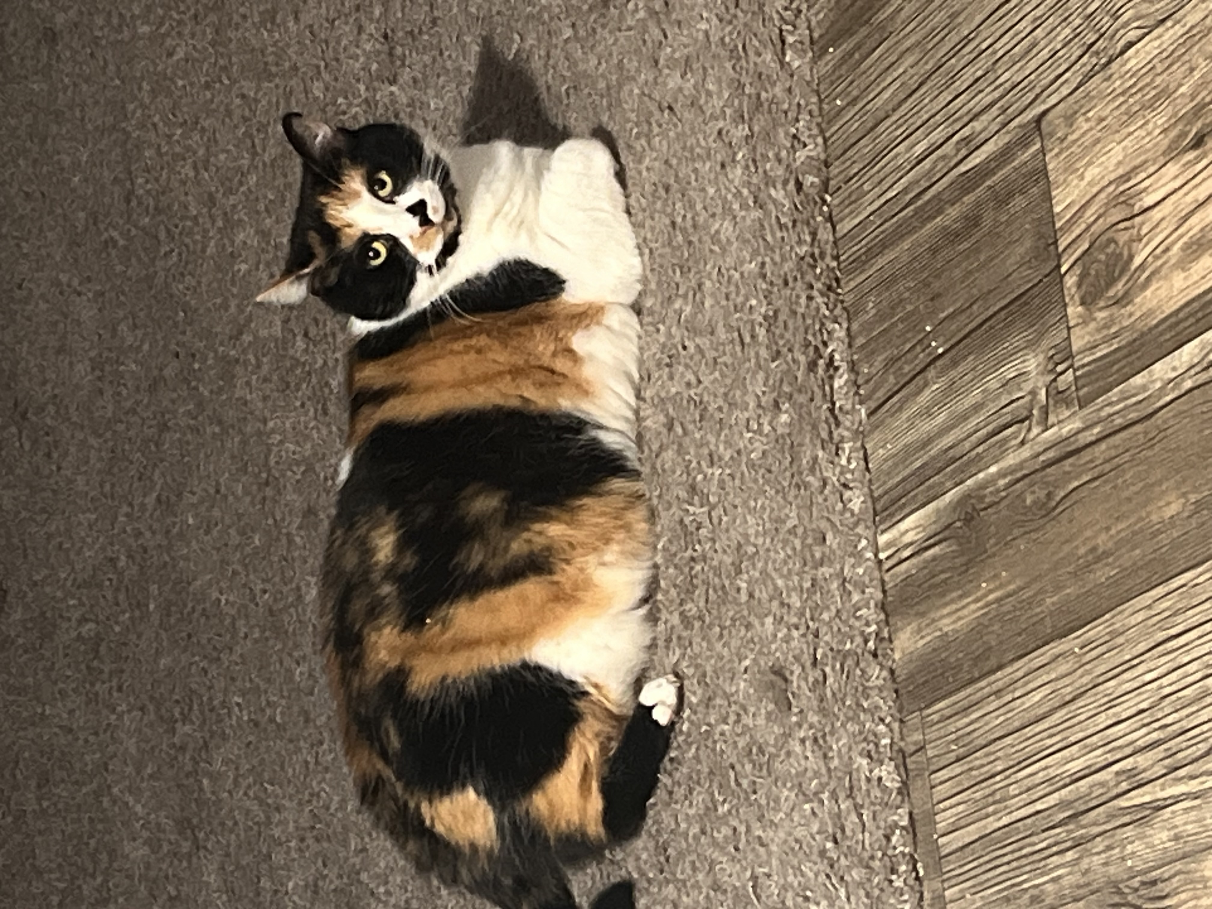Stella — 74007739190 37e140e9 657a 4a16 adcd cf8ab14cb43d 9dbe6d