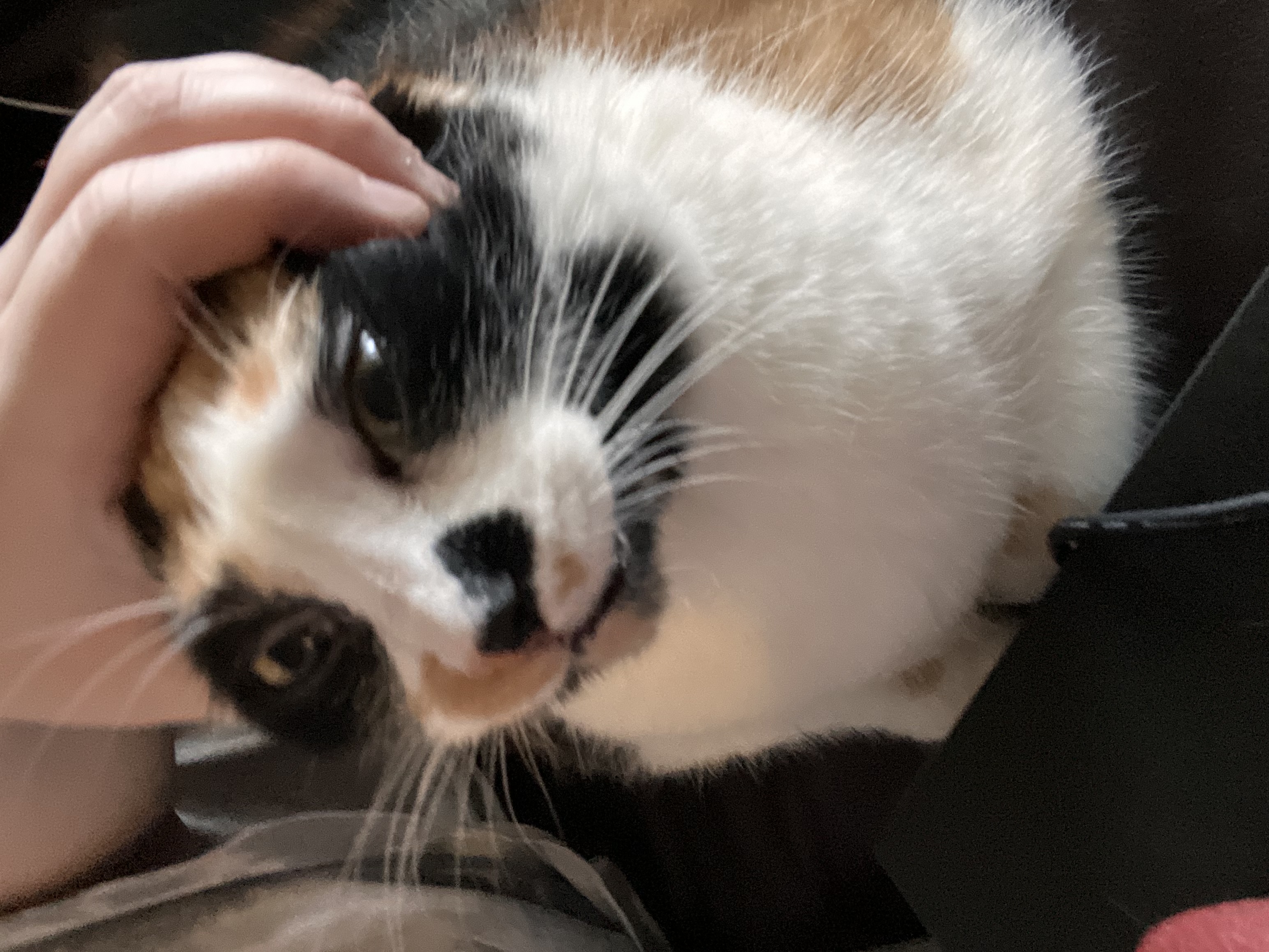 Stella — 74028199349 f047444b 946b 45eb 87d8 95c70b643563 d7ef5b
