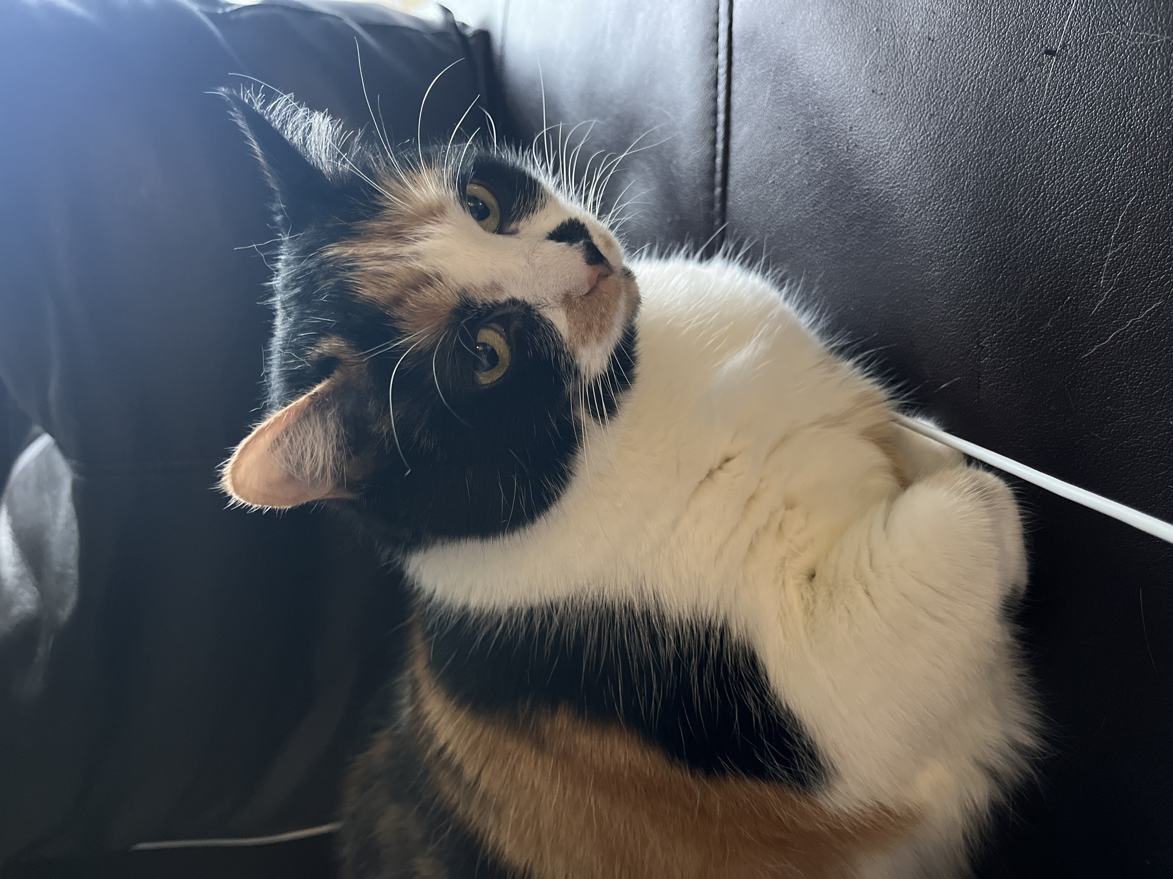 Stella — 74028209783 d7da8977 9e80 4ea2 82e7 43e3ba284a5d b386c6