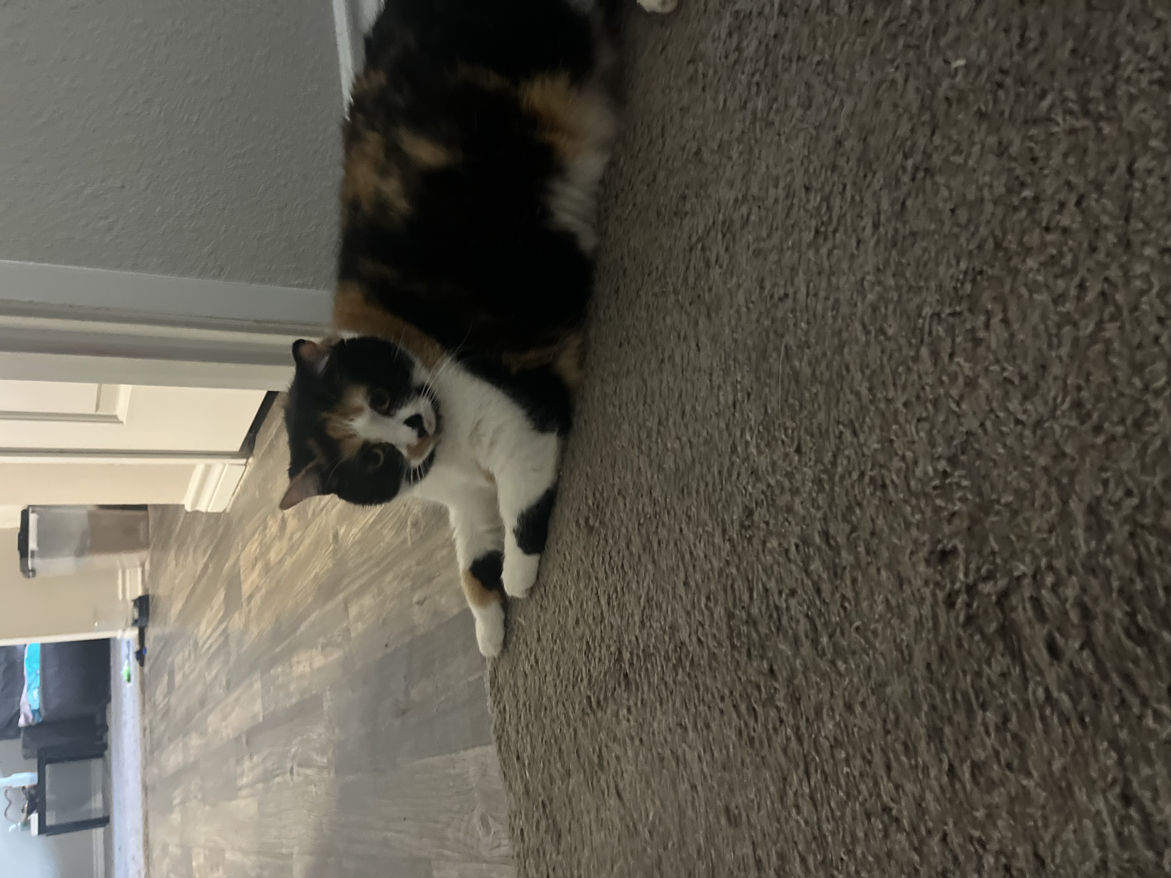 Stella — 74218275998 1497315a 108f 447a be7e 8d7d4c18c61f 53ea02