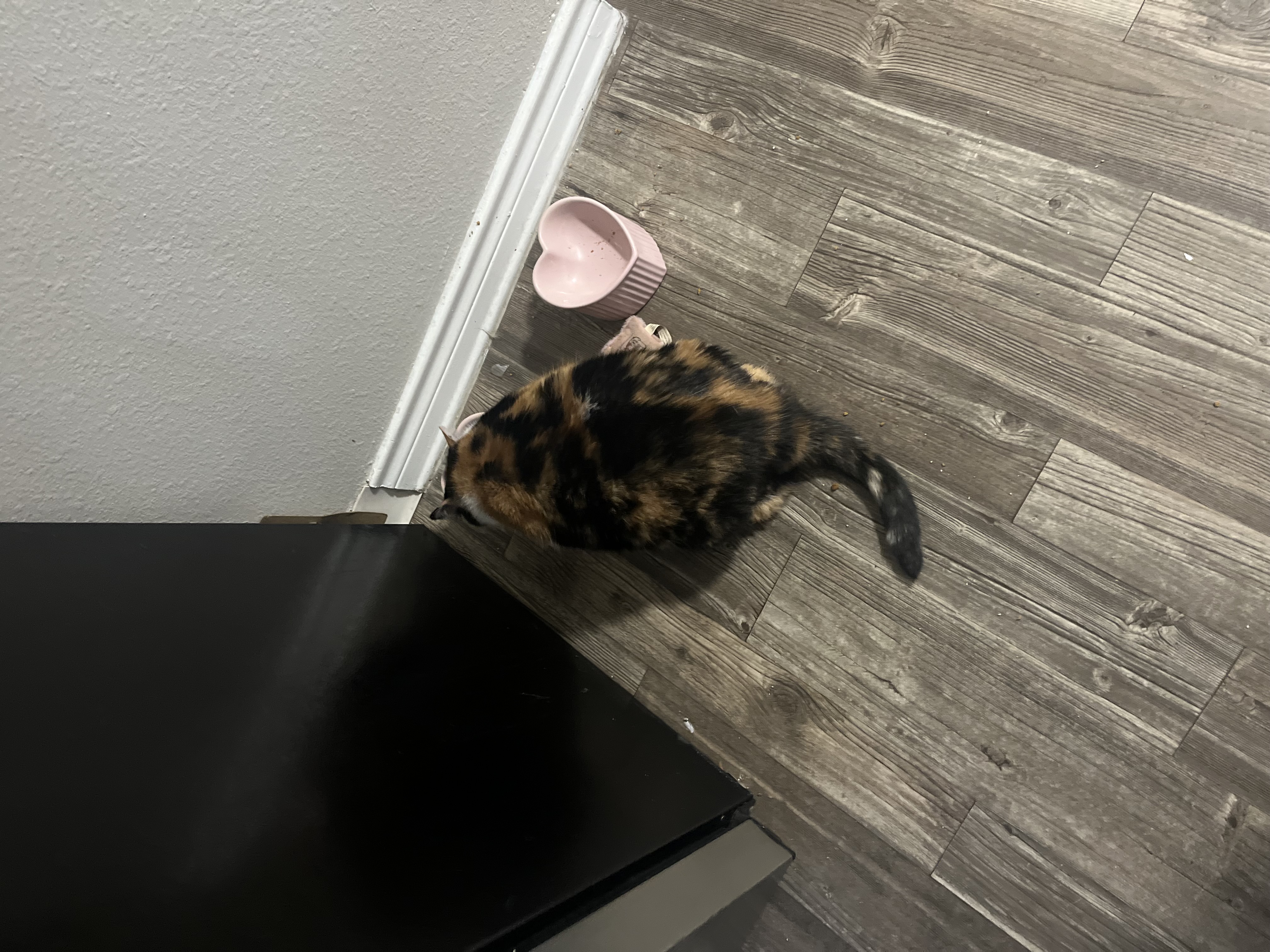 Stella — 74218287068 661799ce 4e31 47fc b3c0 a39d32539586 b1e190