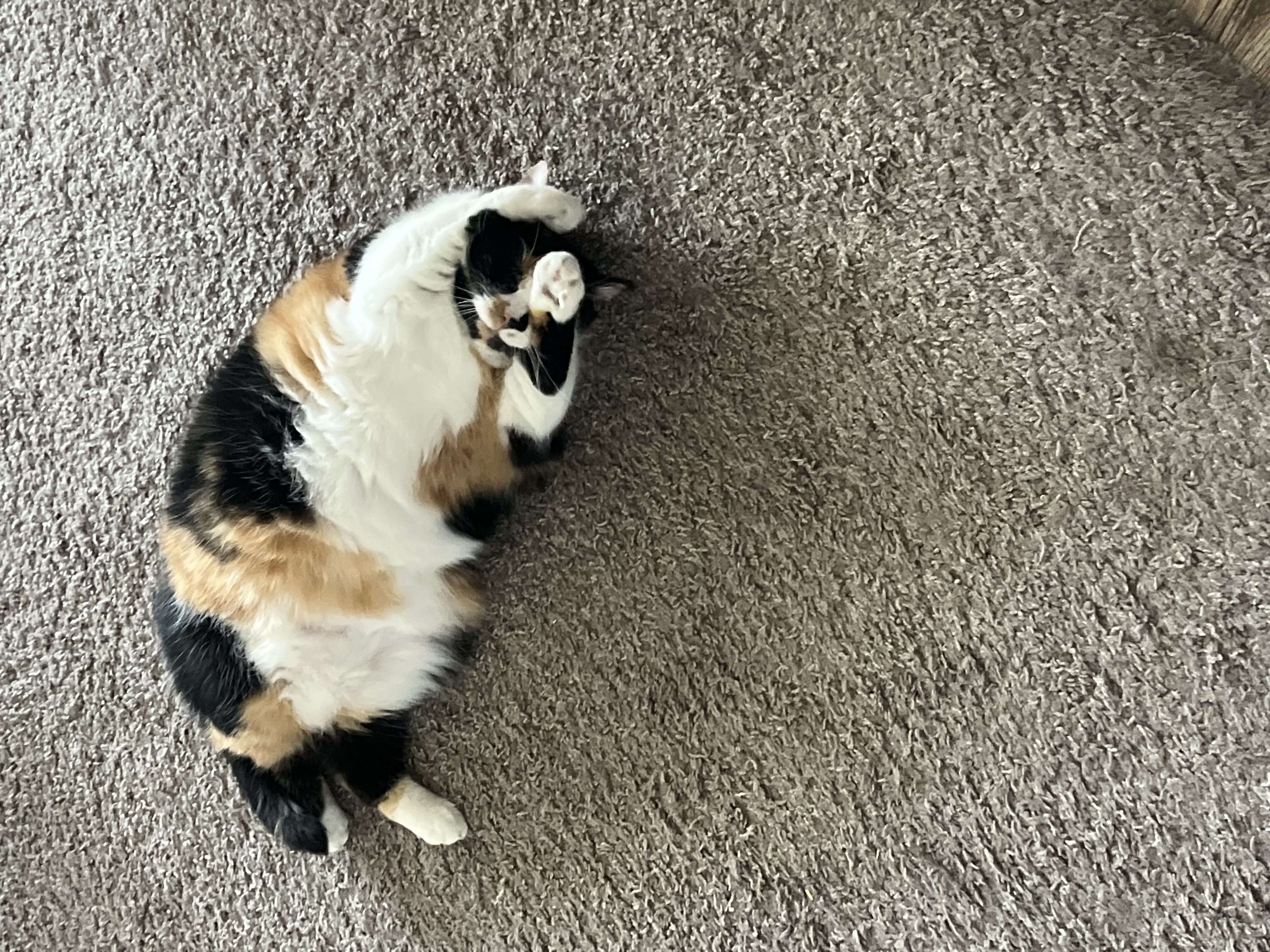 Stella — 74327647805 3a5c1b7d f8db 425b 91ef 7004b451a7fb 2ba6af
