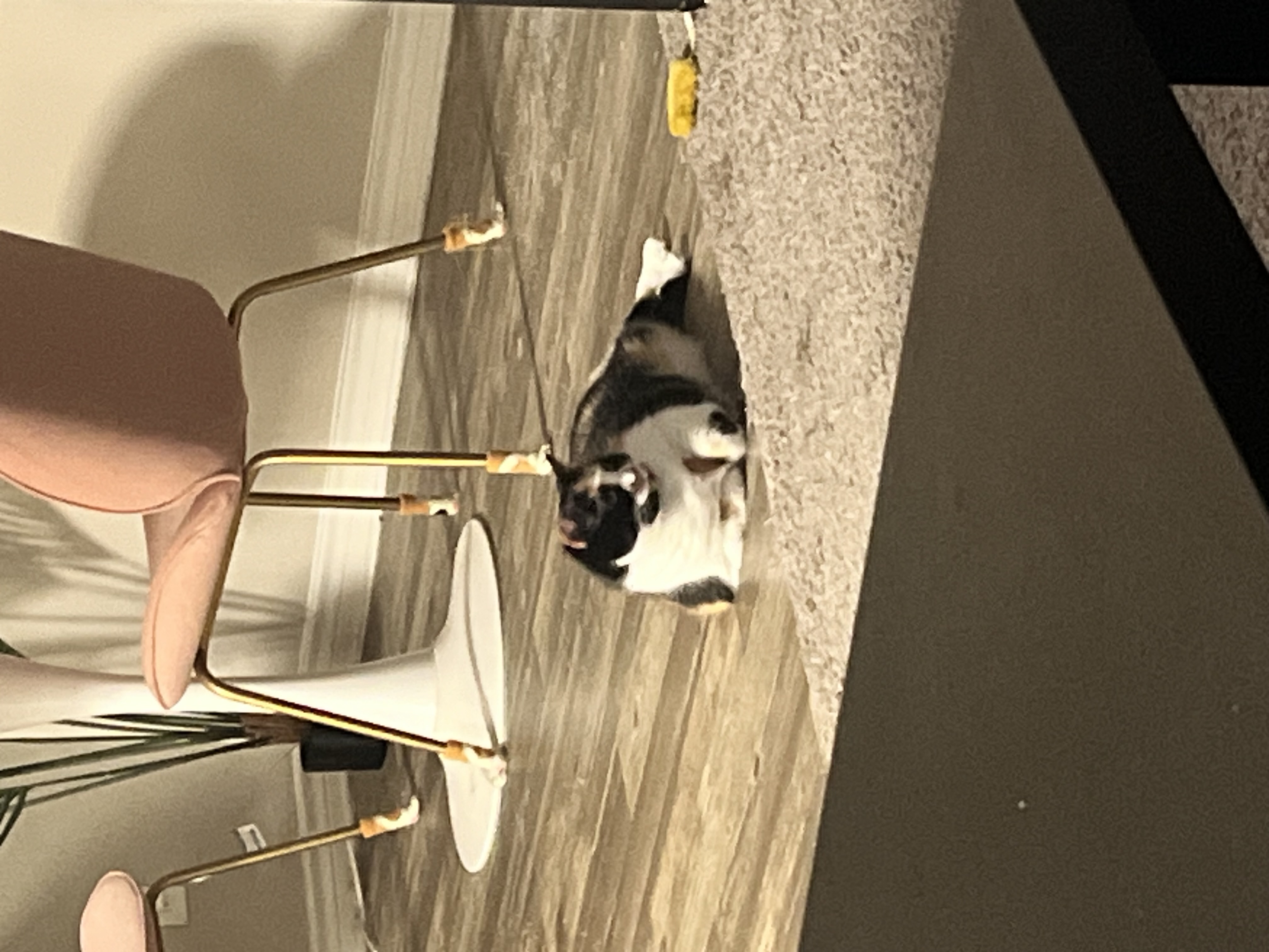 Stella — 74460413246 82aa8cc2 decf 45e4 a3f9 ddb273d4b6d0 a387b5