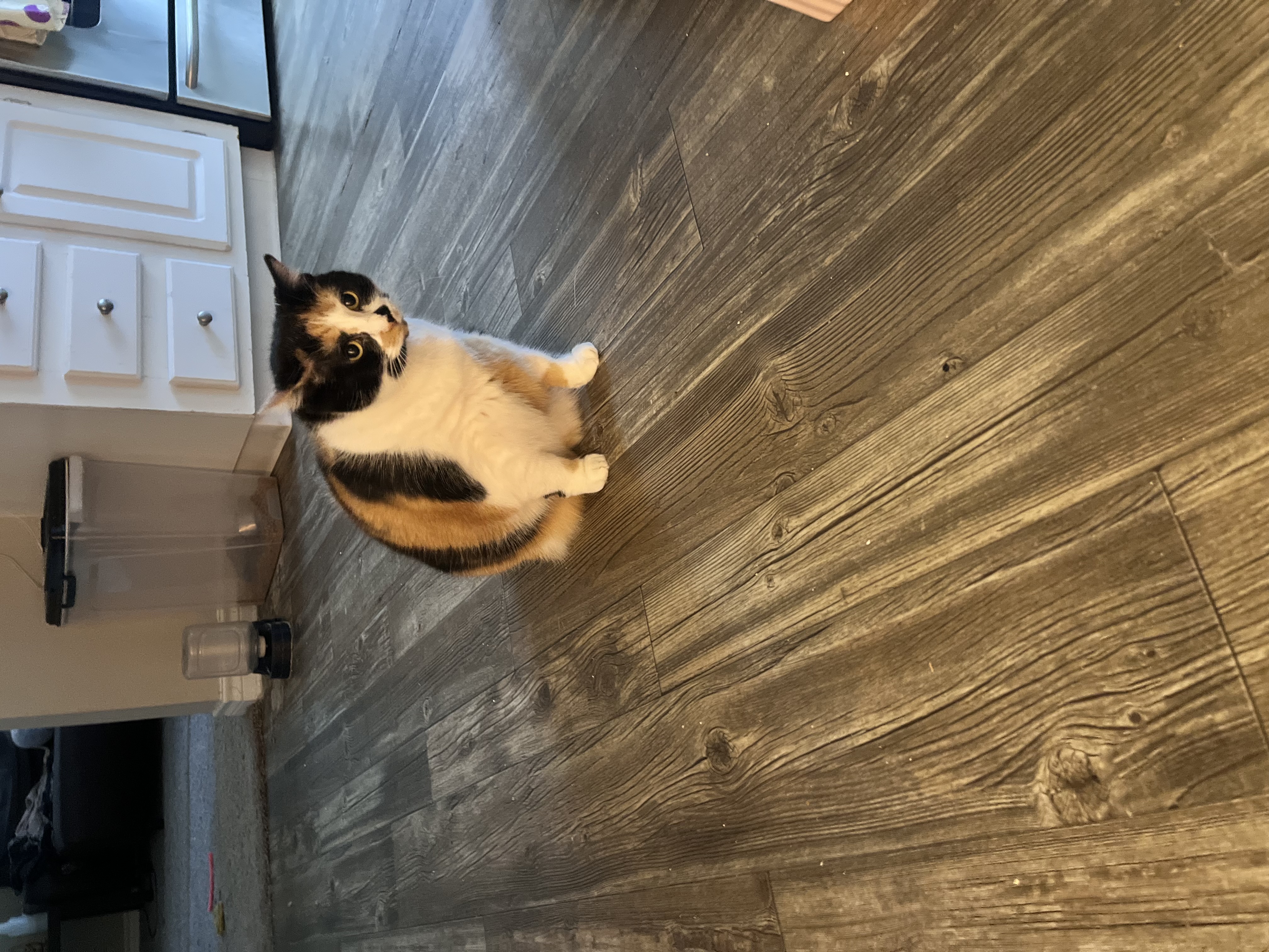 Stella — 74621827091 9796654c f1c1 46fc ab58 b46bf150c6a4 f50c49