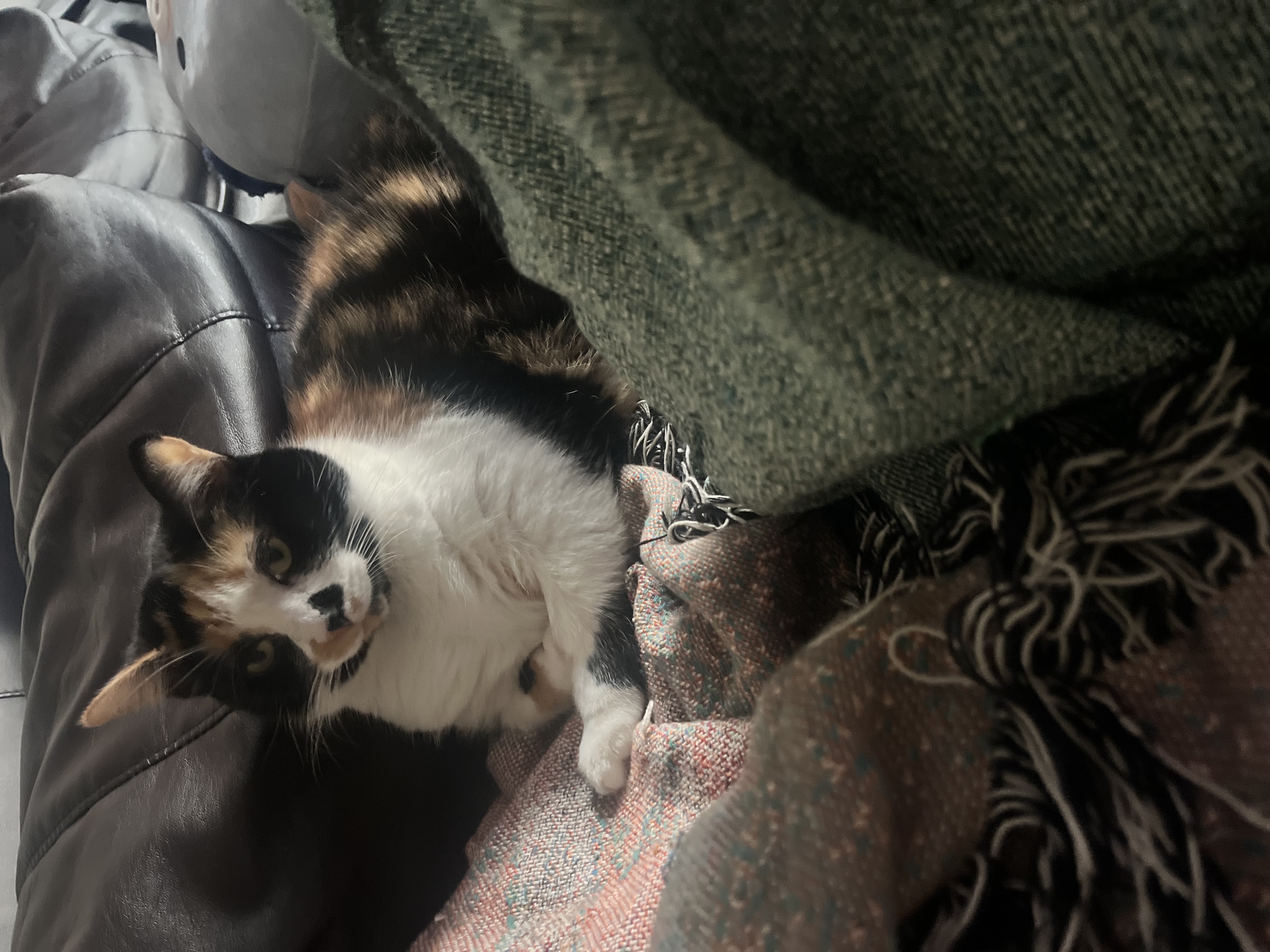 Stella — 74624270226 98fc9ef4 0826 4ad2 bb1b aff86a9326da d8e881