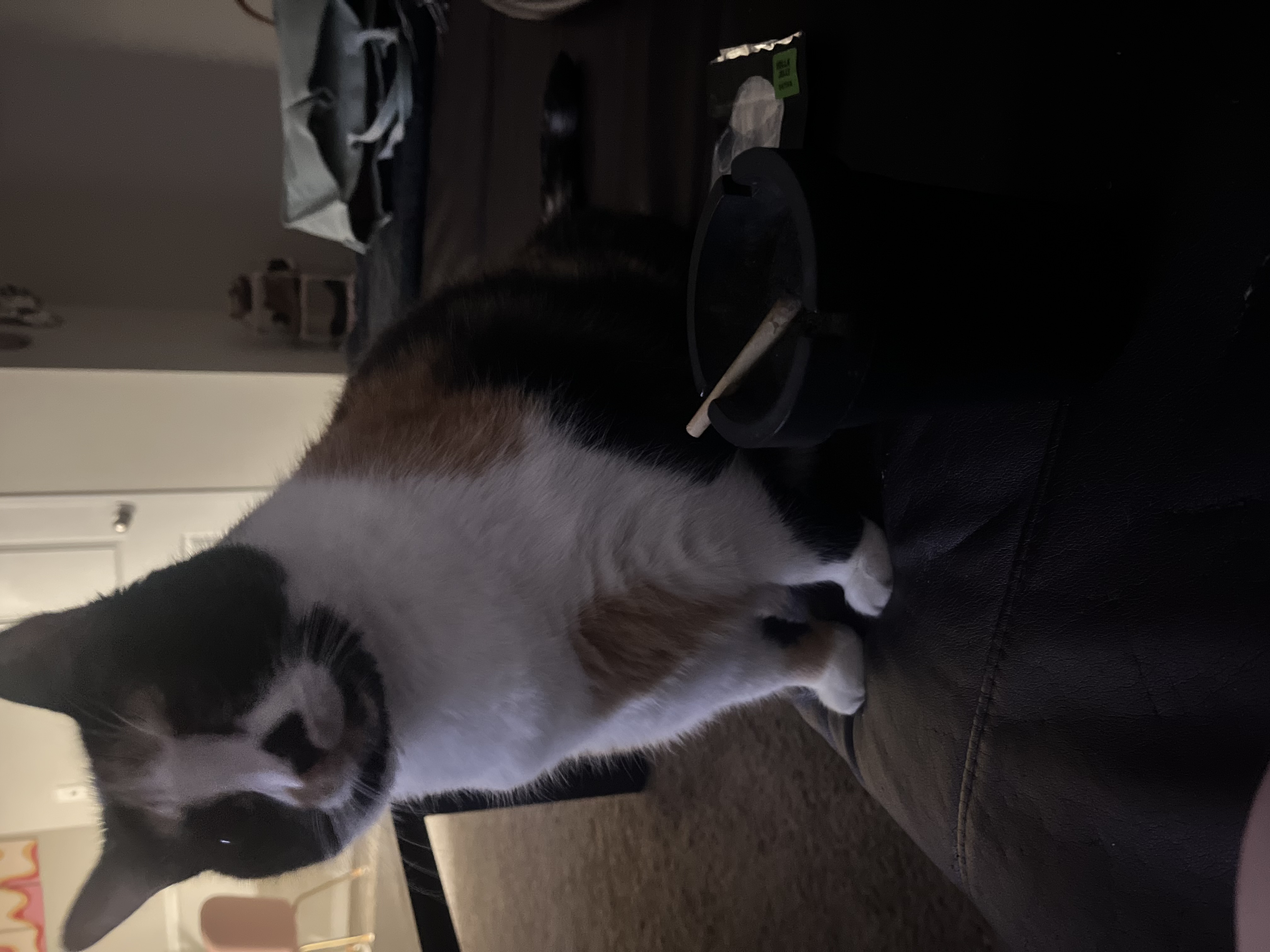 Stella — 75213995534 9422efdf 69b1 4046 838f d57c77422209 5a33e3