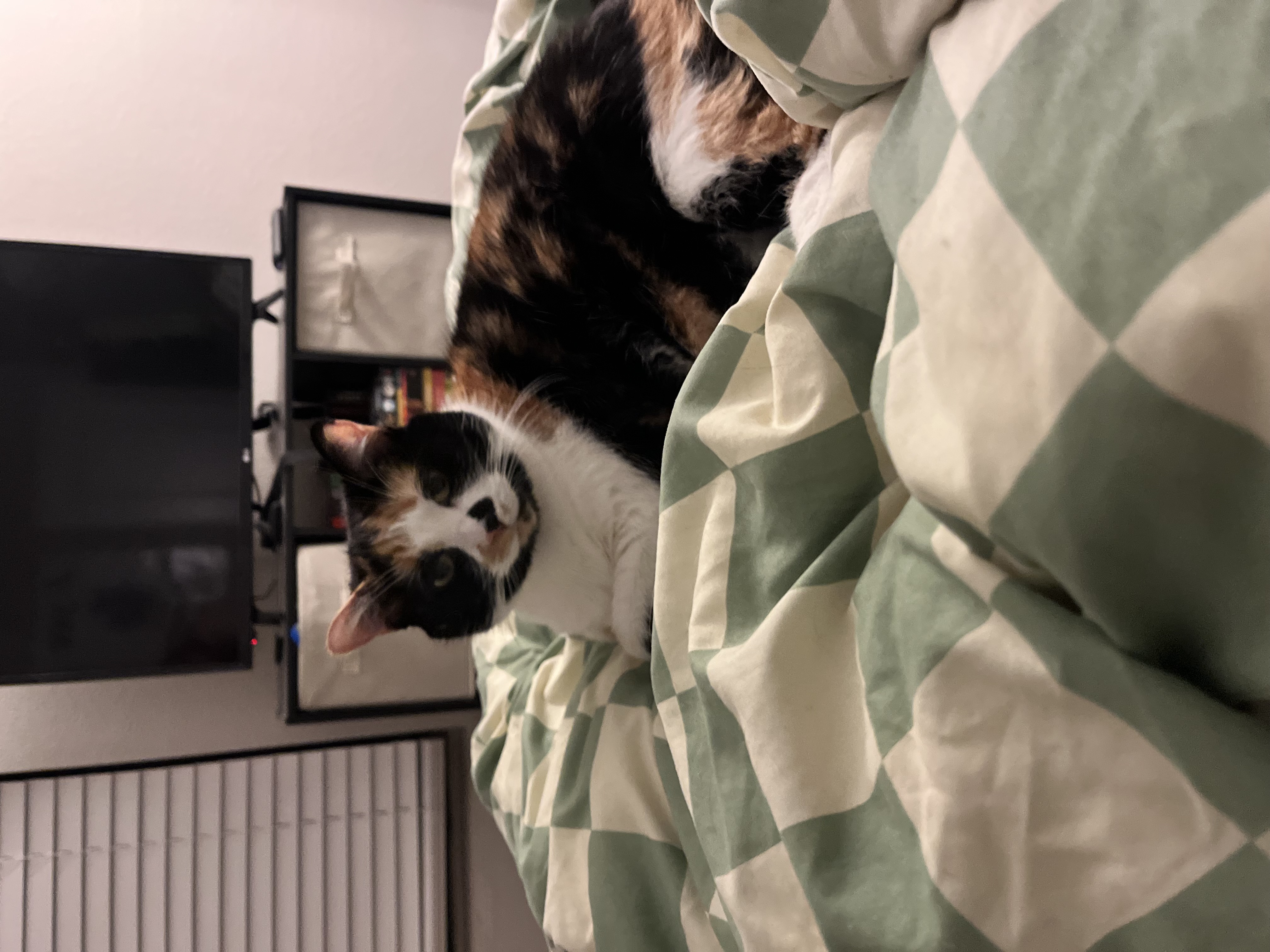 Stella — 75574965201 59ae1c7c ec62 4f01 8077 dacf3fa91e4b b1f67e