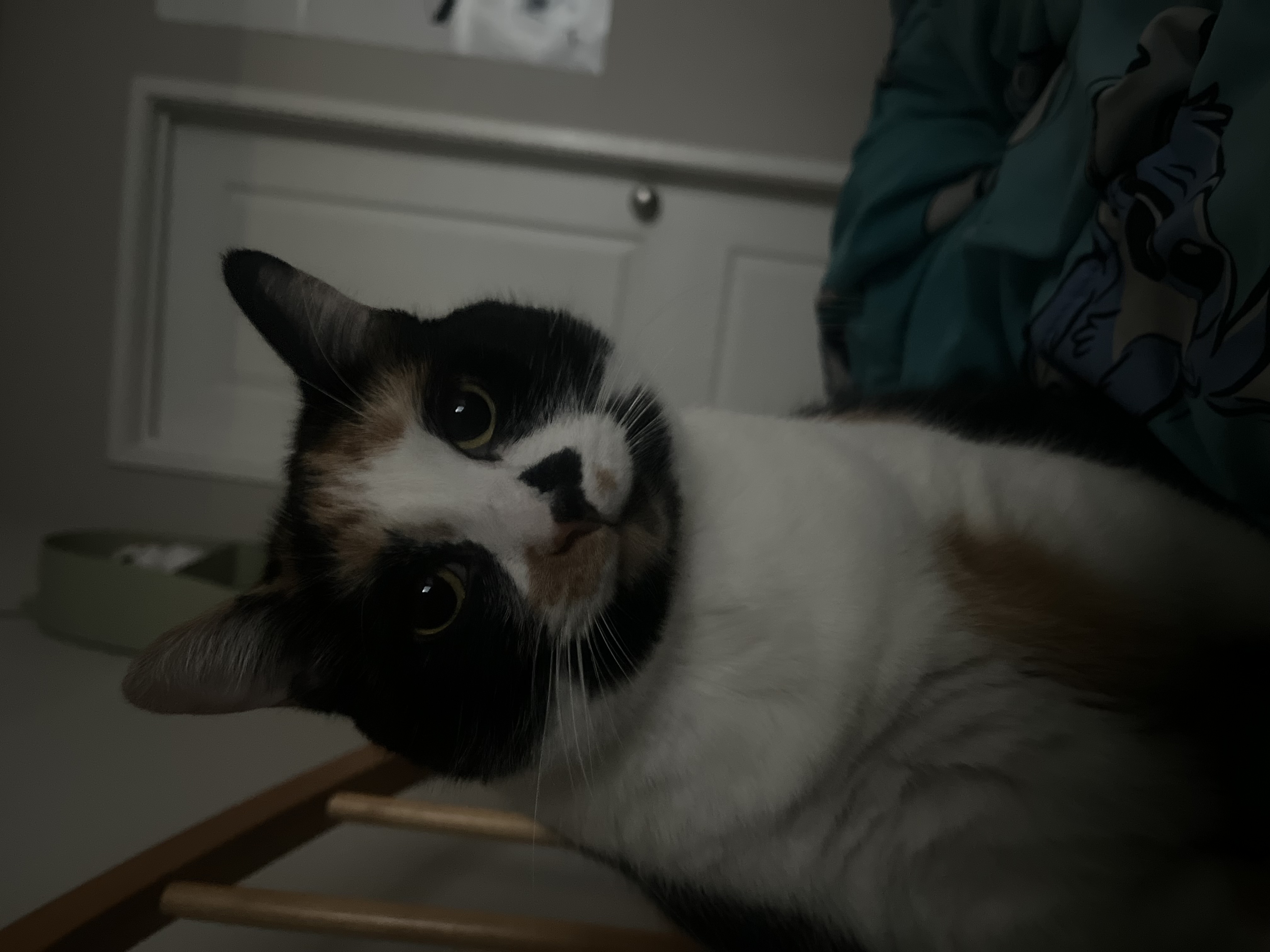 Stella — 75605424368 7d2e4932 fd95 4429 b17d 45264c44095d 8e5f37