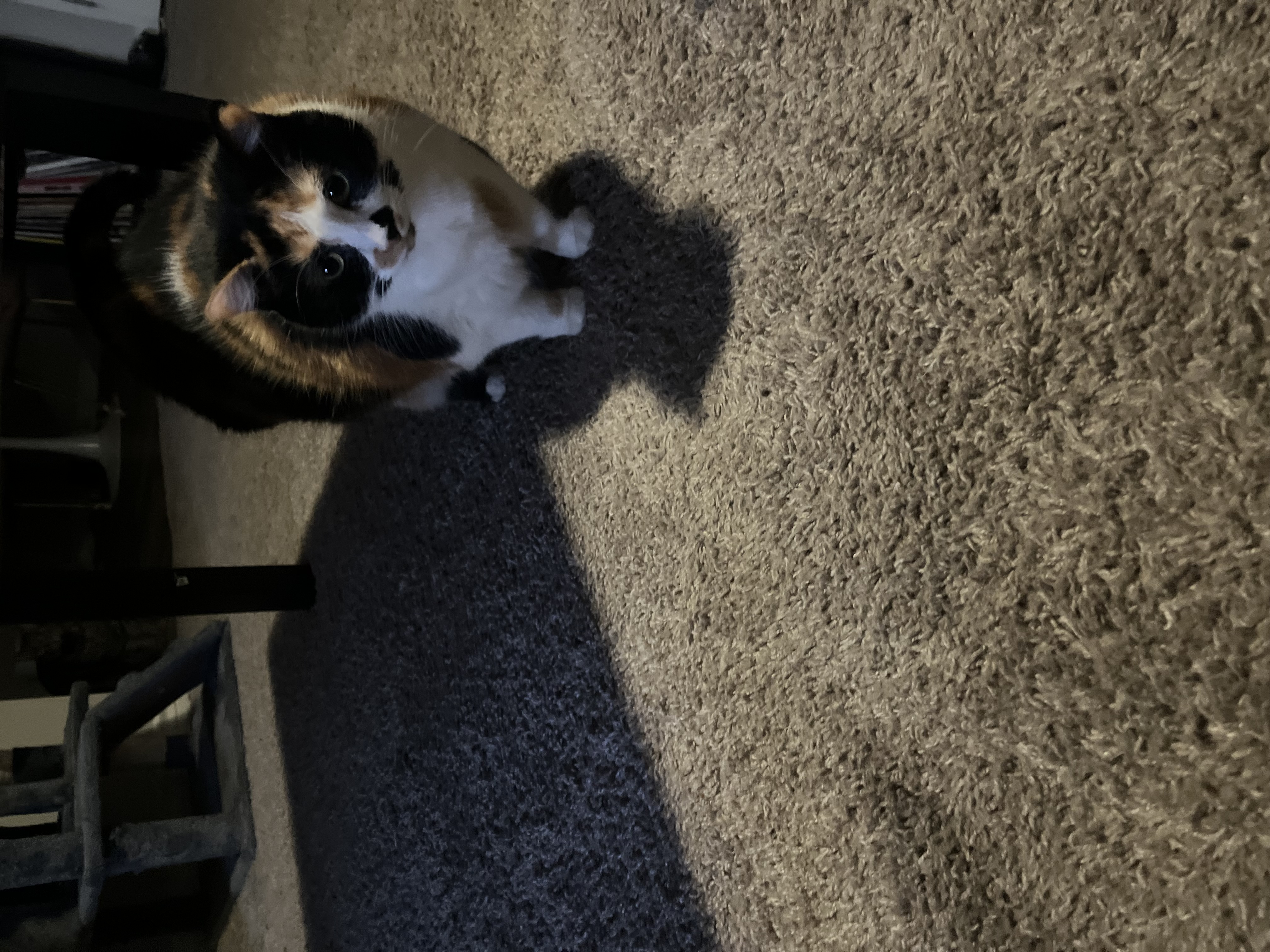 Stella — 76188006673 9d5f7168 a6ff 48e2 9e15 0b00424e790f 8d446f