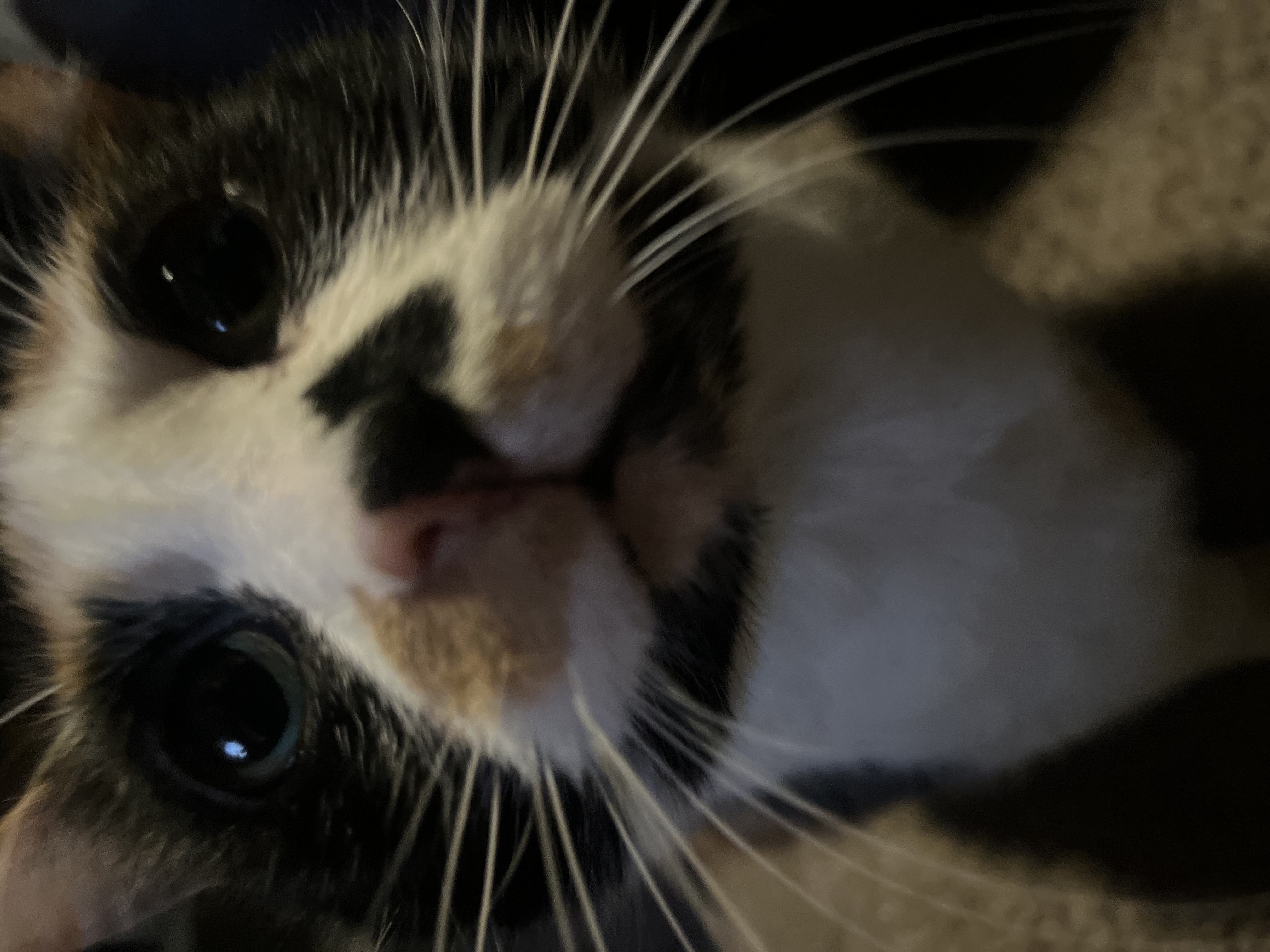 Stella — 76188009735 73048470 c9e4 4f48 a91c c15298e54274 561851