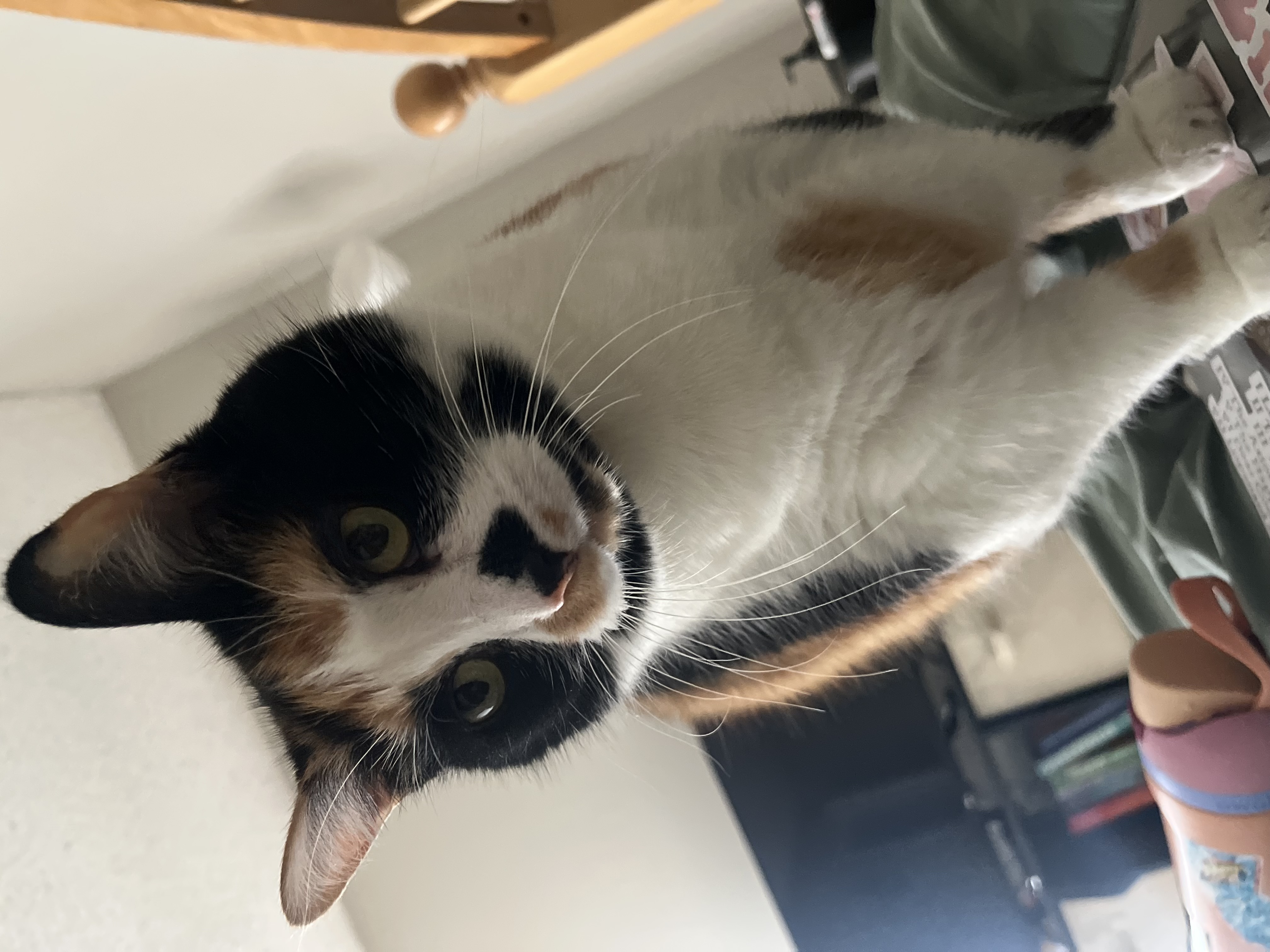Stella — 76263975925 264bbd51 555f 4f69 a919 683e6dc21d8b e08ed8