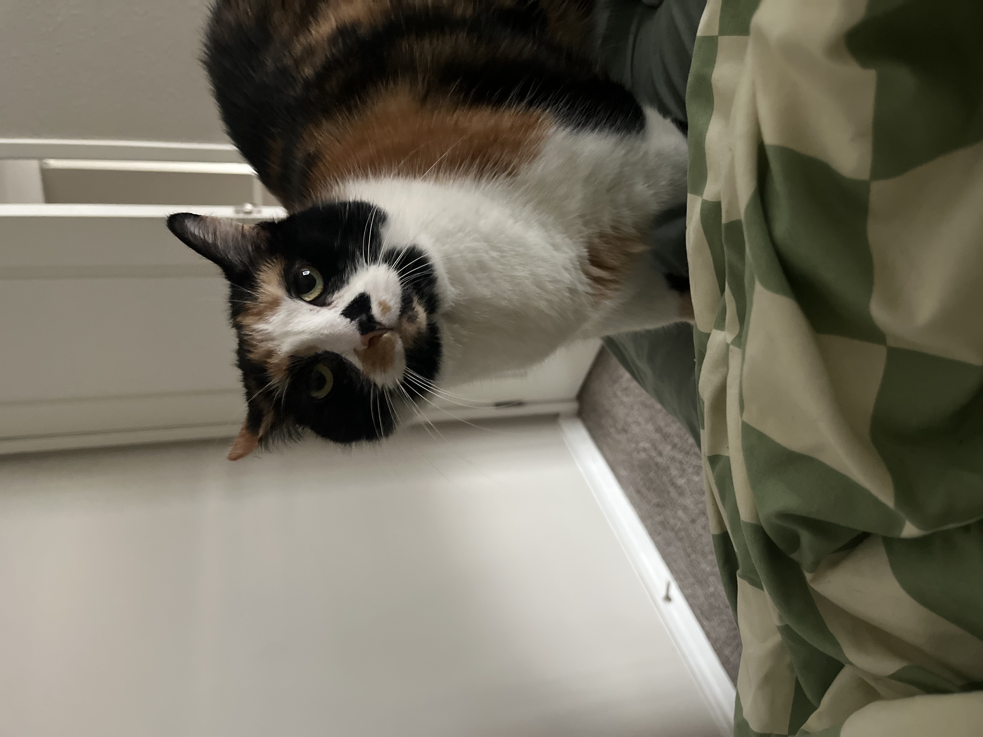 Stella — 76288804449 f3ed7122 5a11 4638 a680 a738920f1a6e 27f1e9