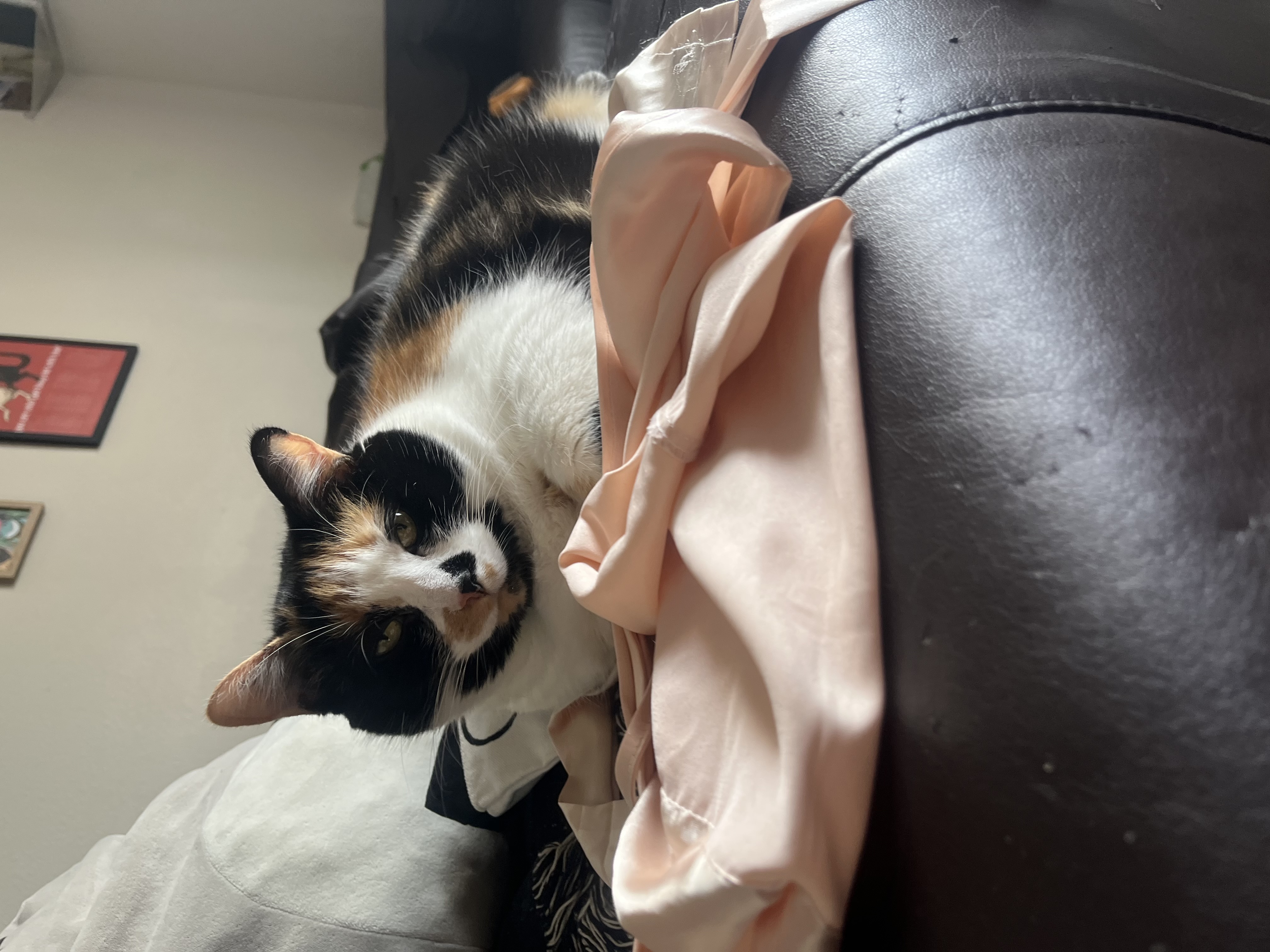 Stella — 76532204567 2c06542a 269d 41f8 b92d b842f18cb617 922ae4