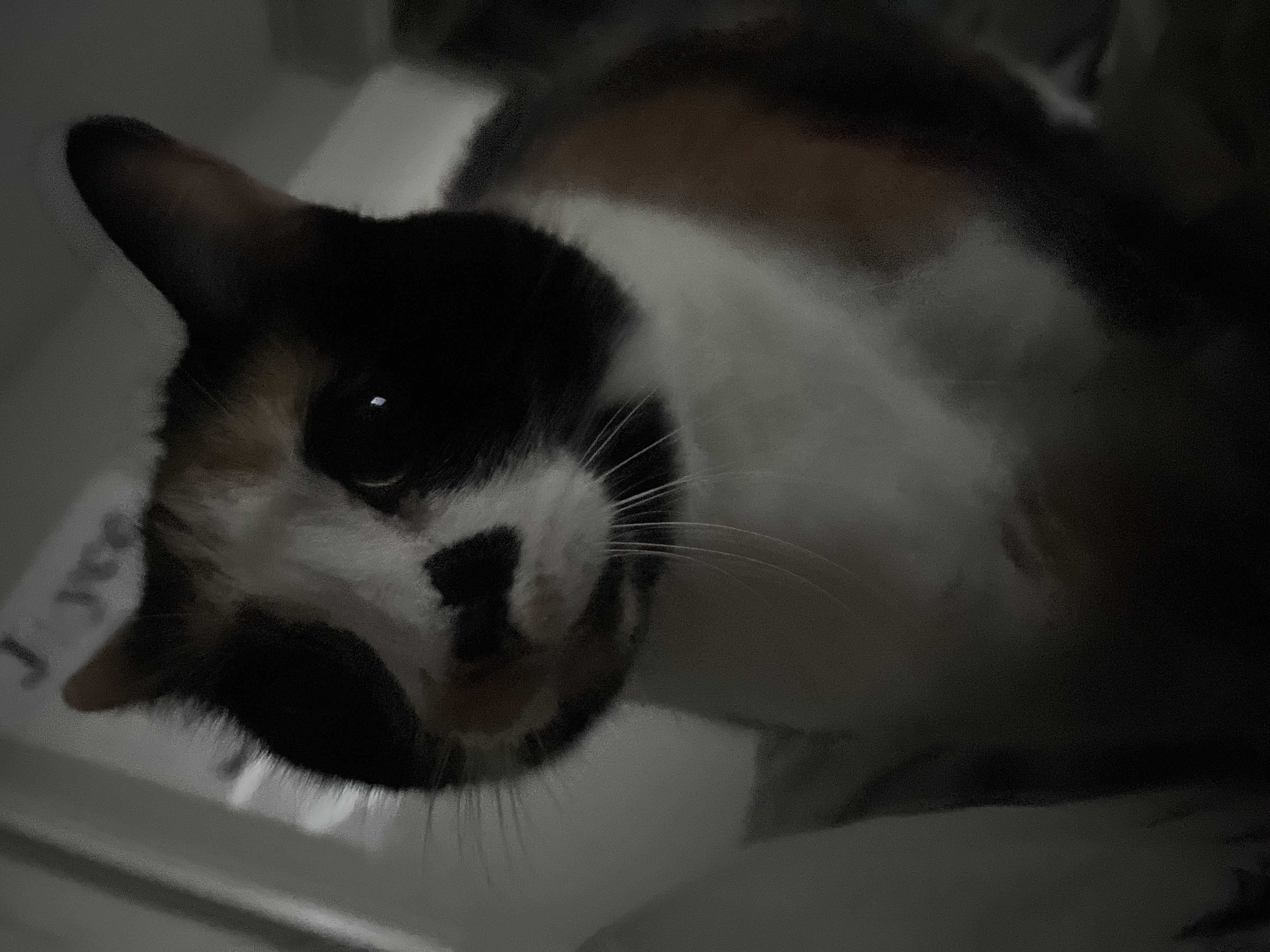 Stella — 76952418130 4b159ce1 747b 42c7 983e e111aa32e602 0480a7