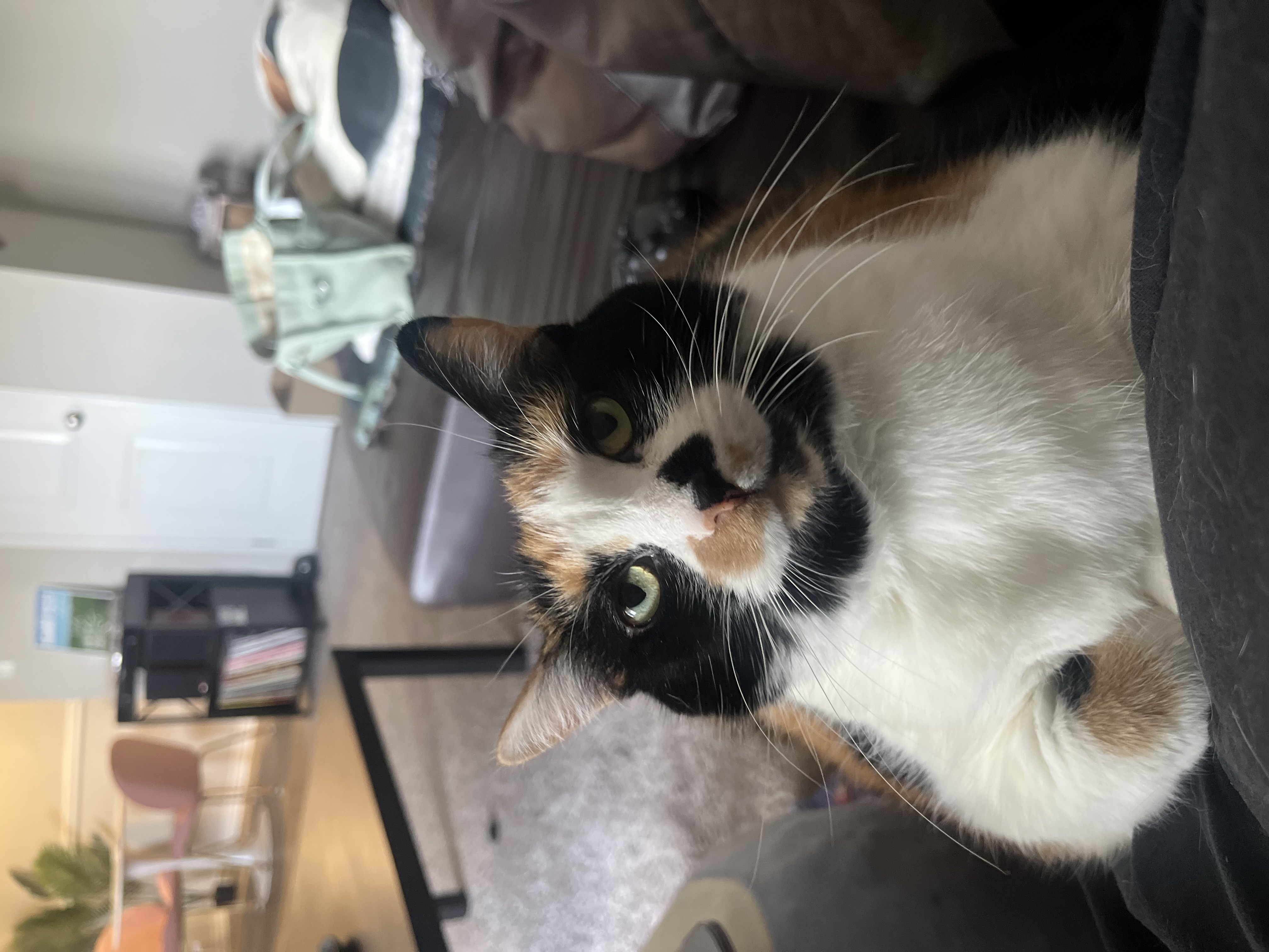 Stella — 77094359083 5d65d302 884f 4afa ab8b 90e3e92b21f8 3ad564