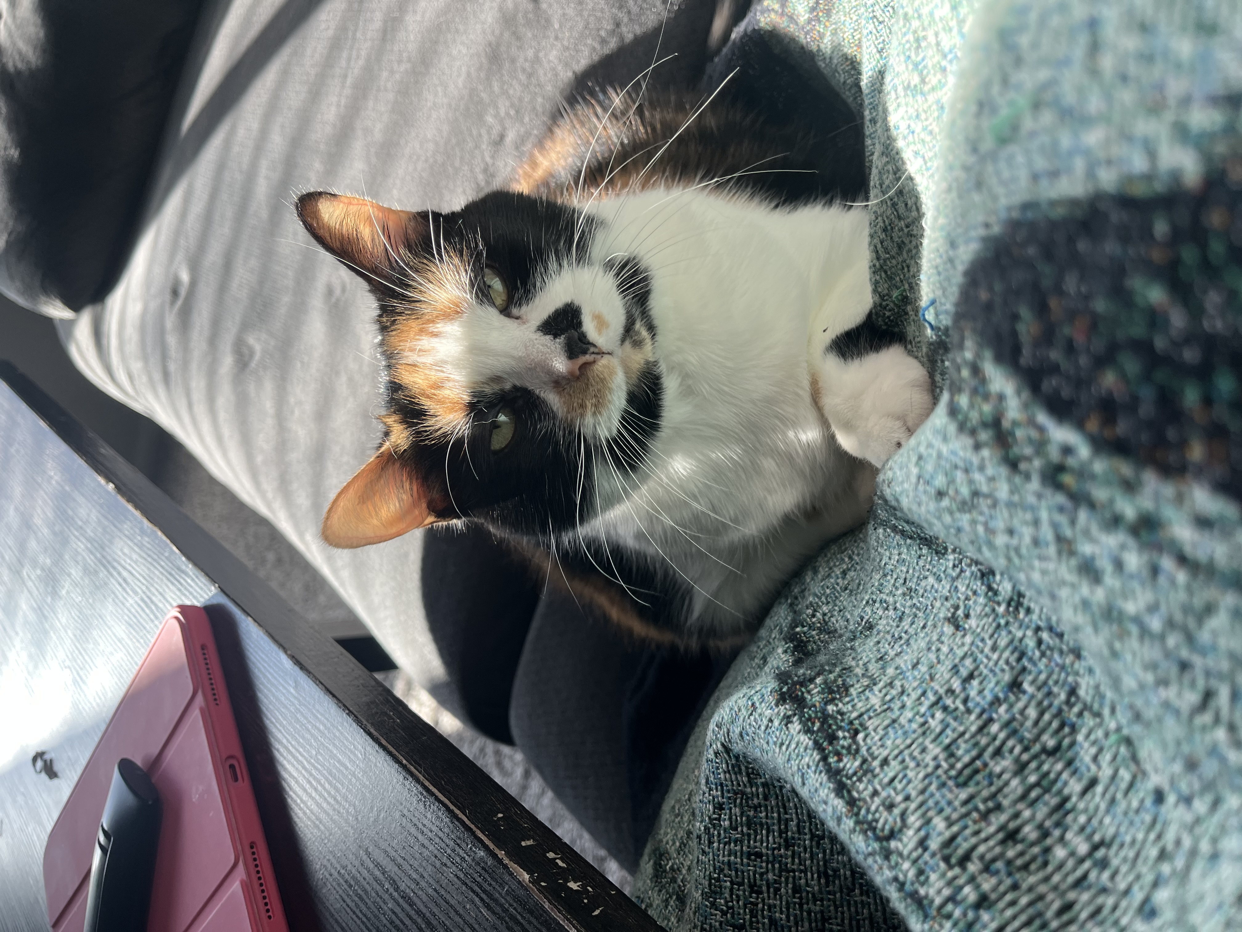 Stella — 78424697815 91573eb4 77f3 4f6a a951 4d6c173c51f9 4b7525