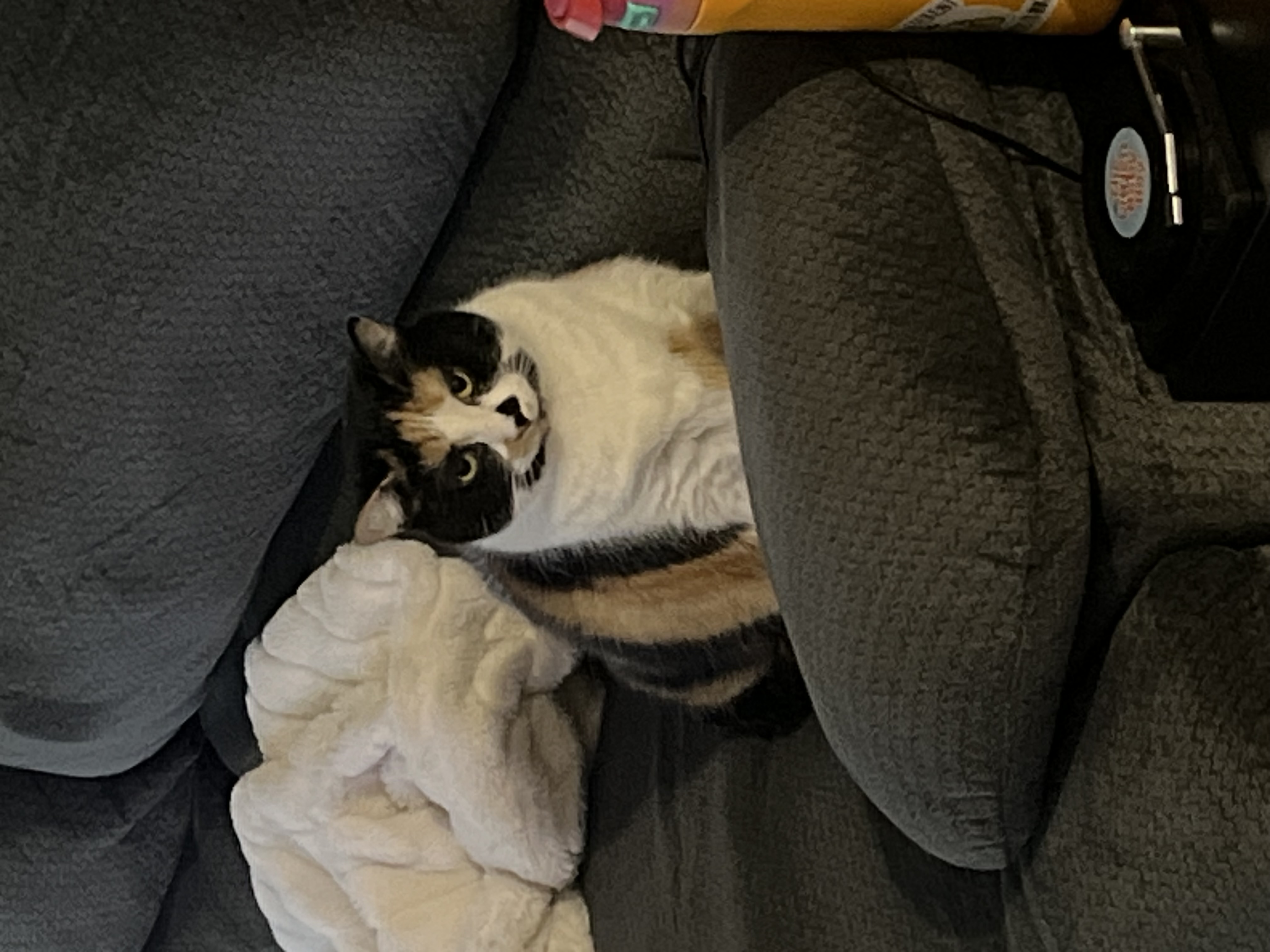 Stella — 78477202719 c39b947a acd0 425d b705 b74dbd6f11a7 1eb926