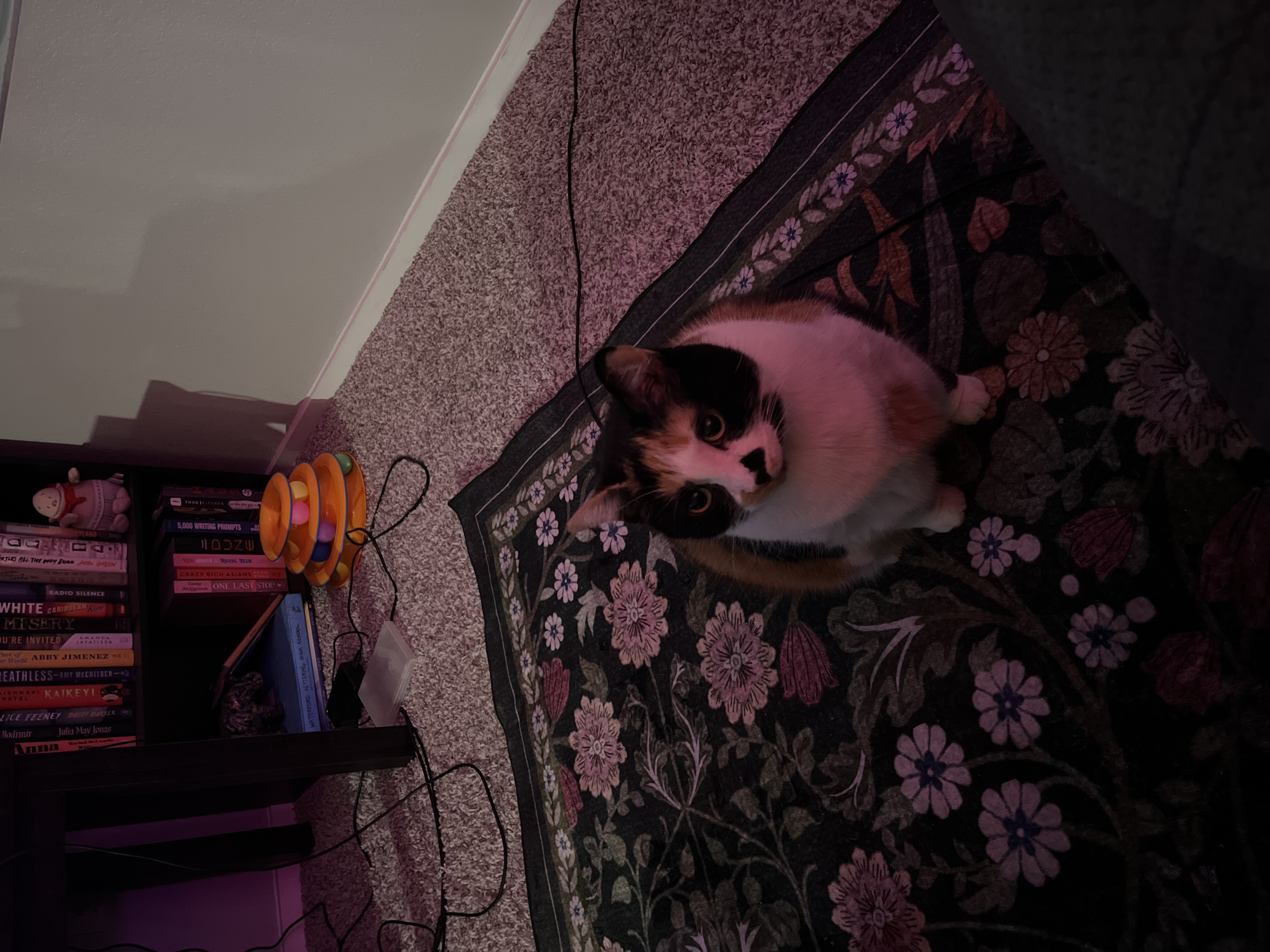 Stella — 79152783108 08ac2740 1330 4d9d 98f3 c27c07ca0a65 a6d632