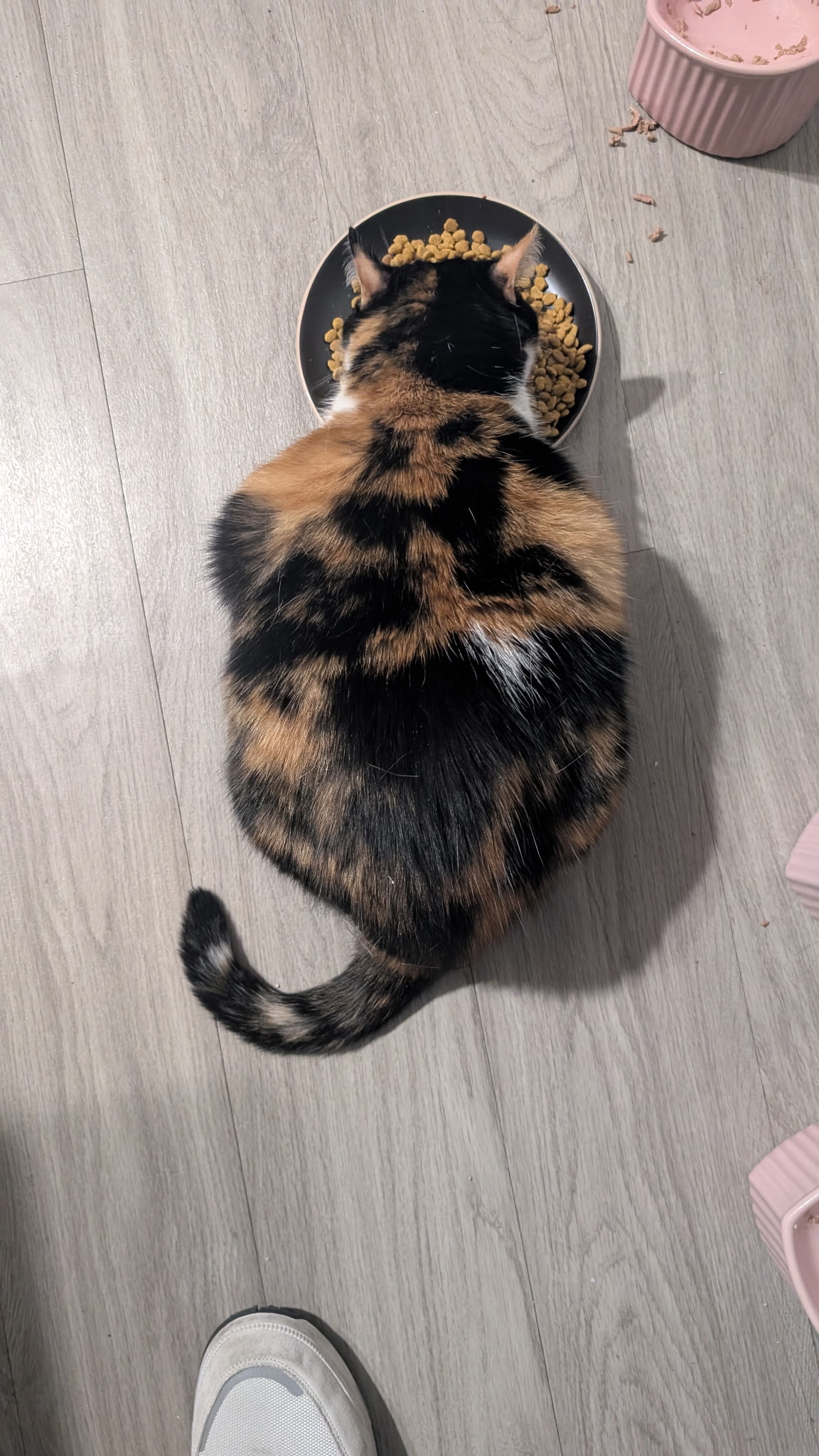 Stella — 8469095612784429415 3443f9