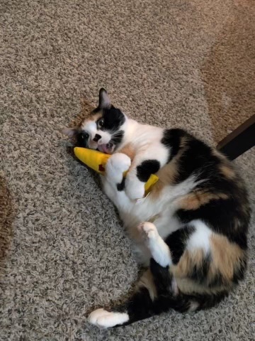Stella — img 0012 284385