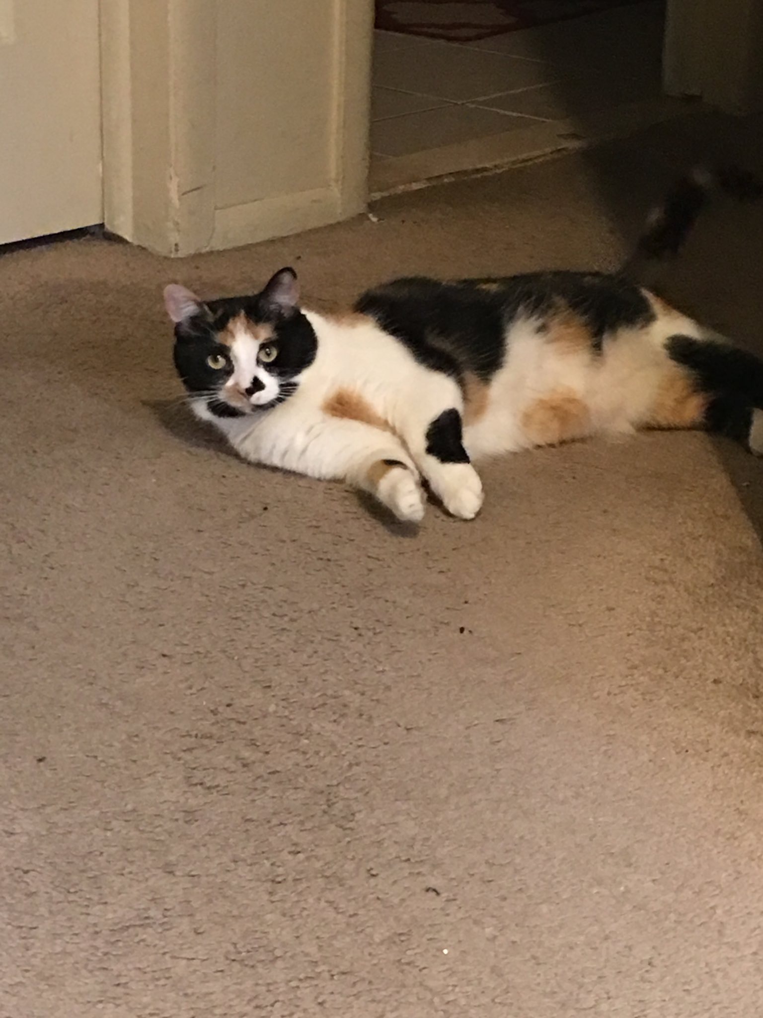 Stella — img 0642 a47e9f
