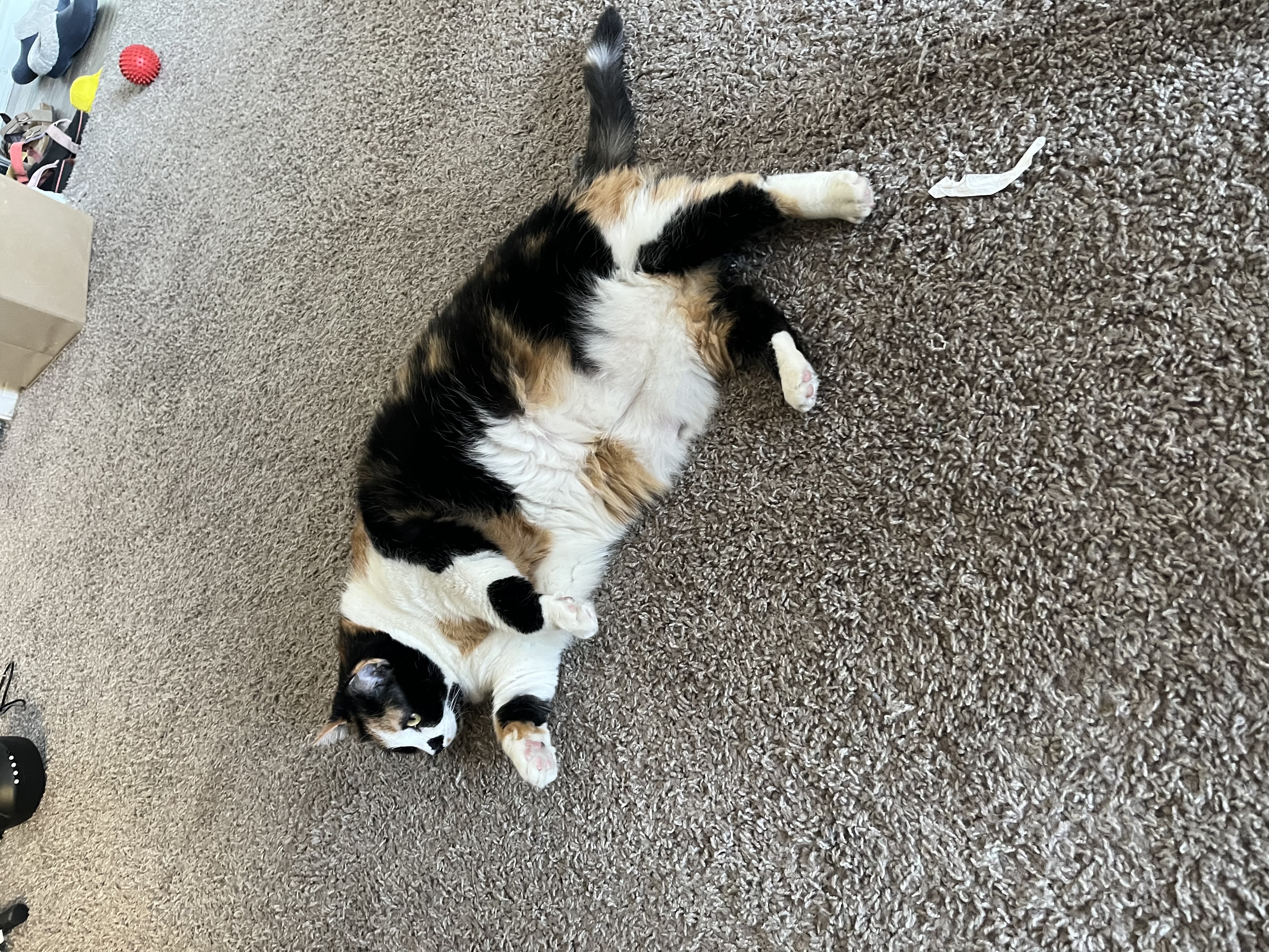 Stella — img 1106 41ddc2