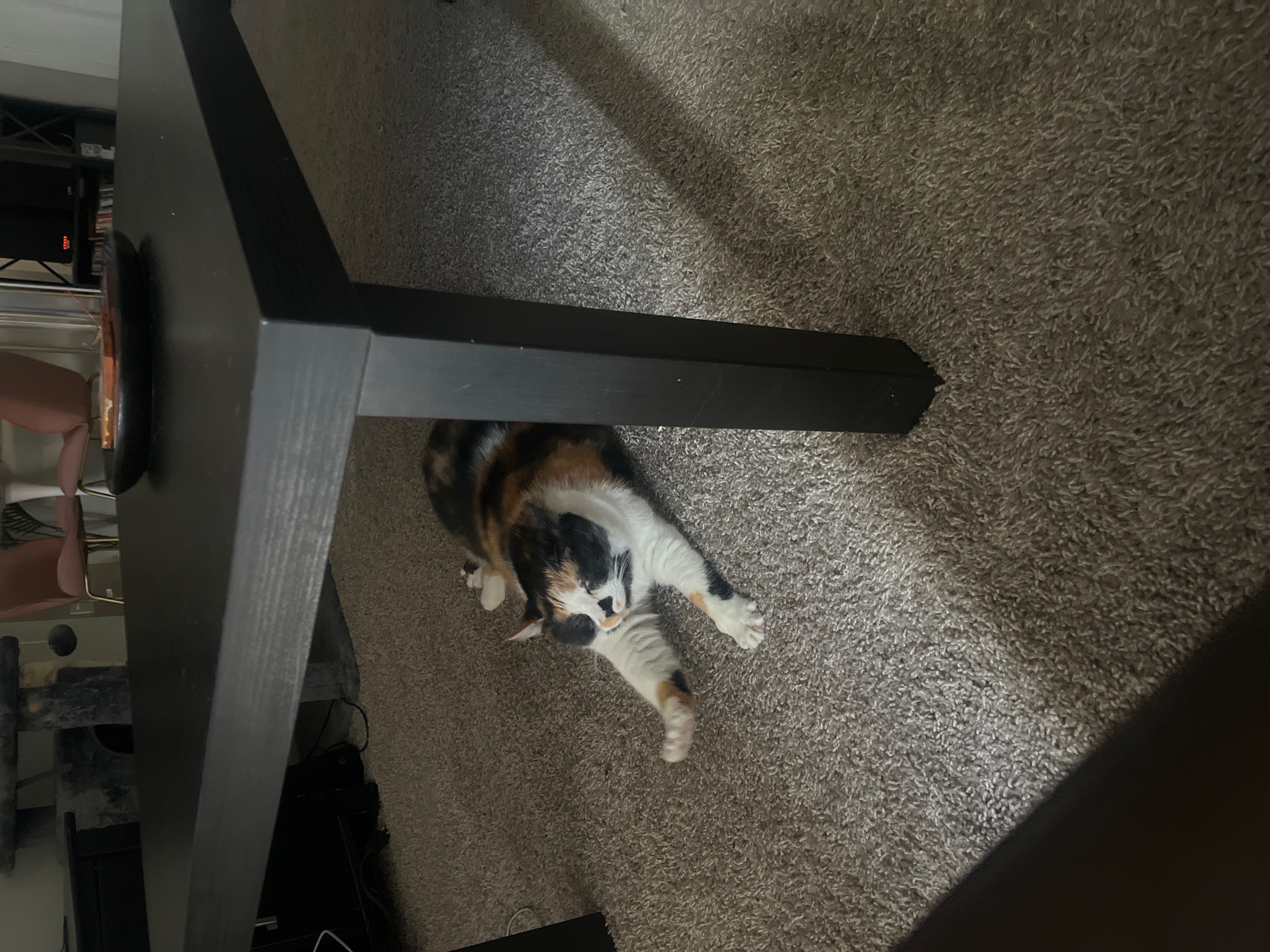 Stella — img 2169 b692f9