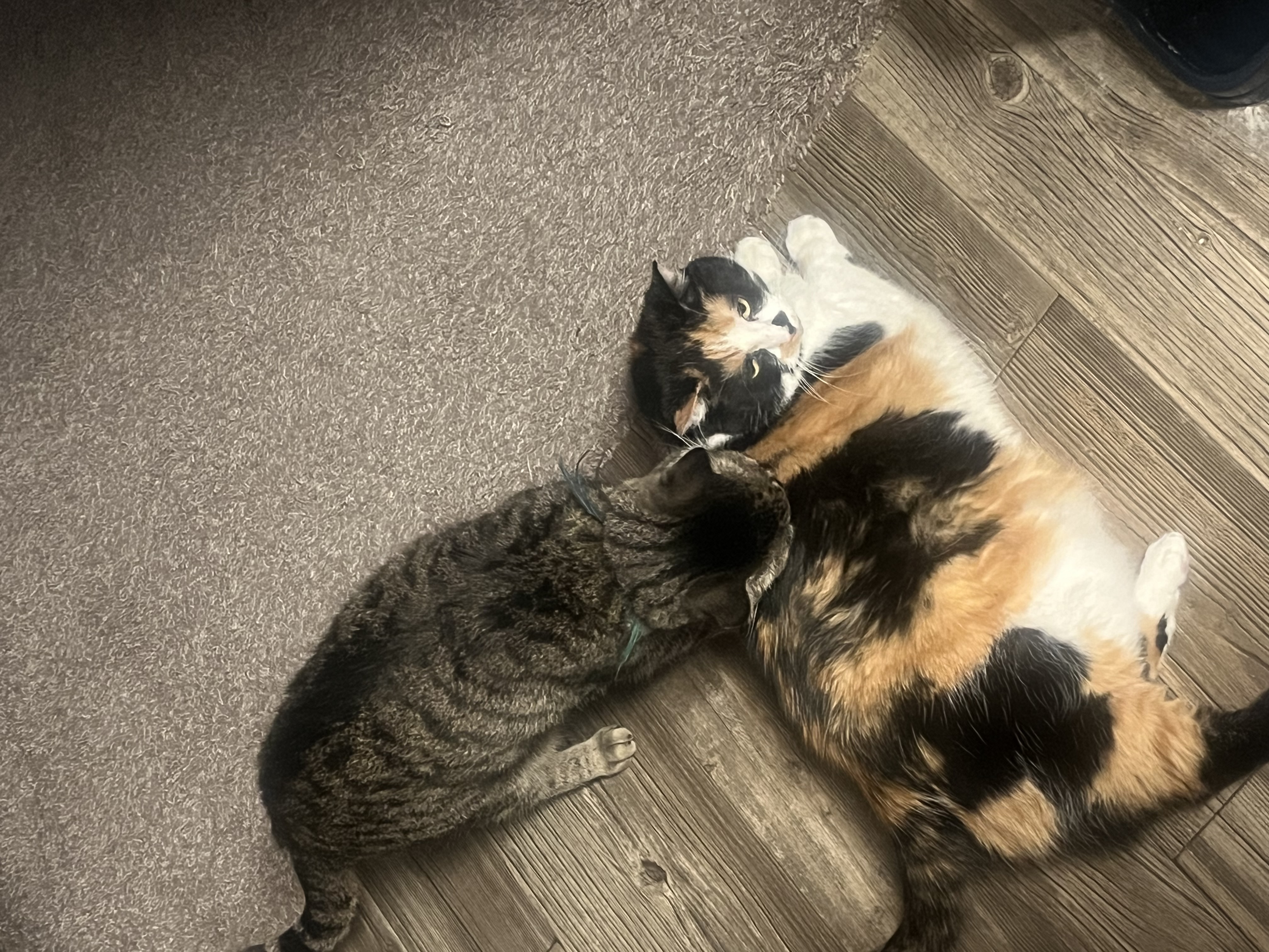 Stella — img 2252 d69068