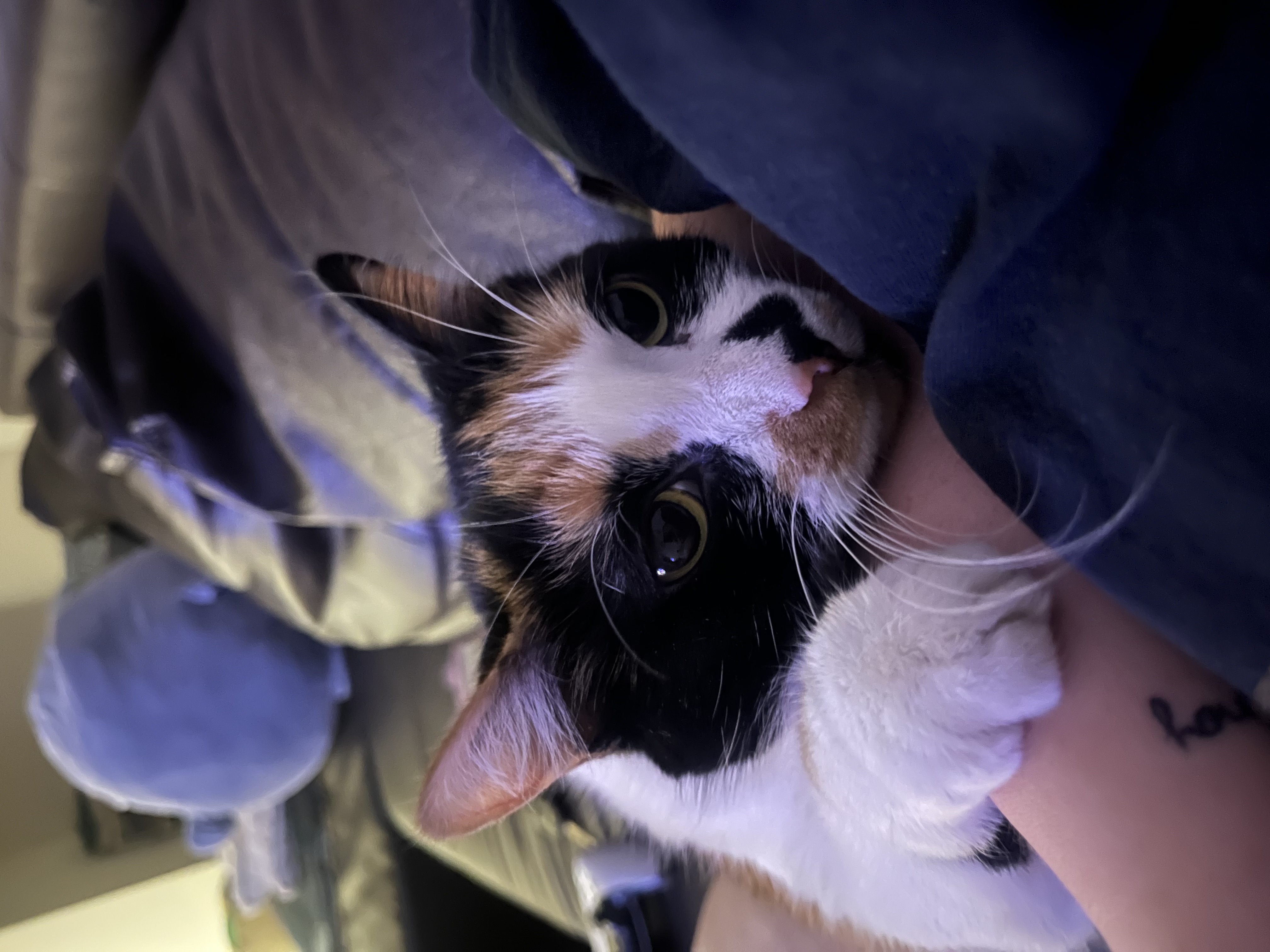 Stella — img 2253 9ce6fc