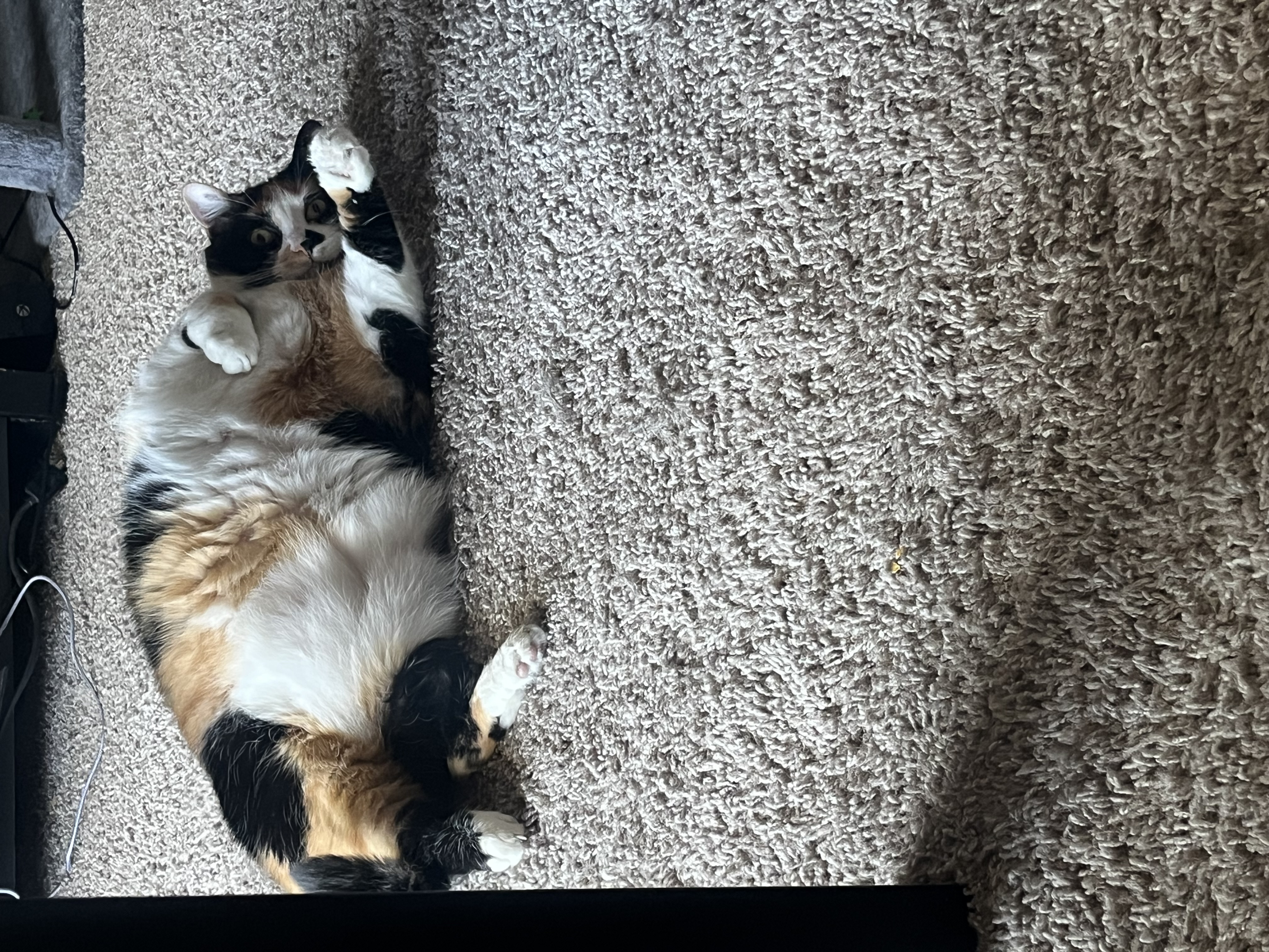 Stella — img 2283 a997b8