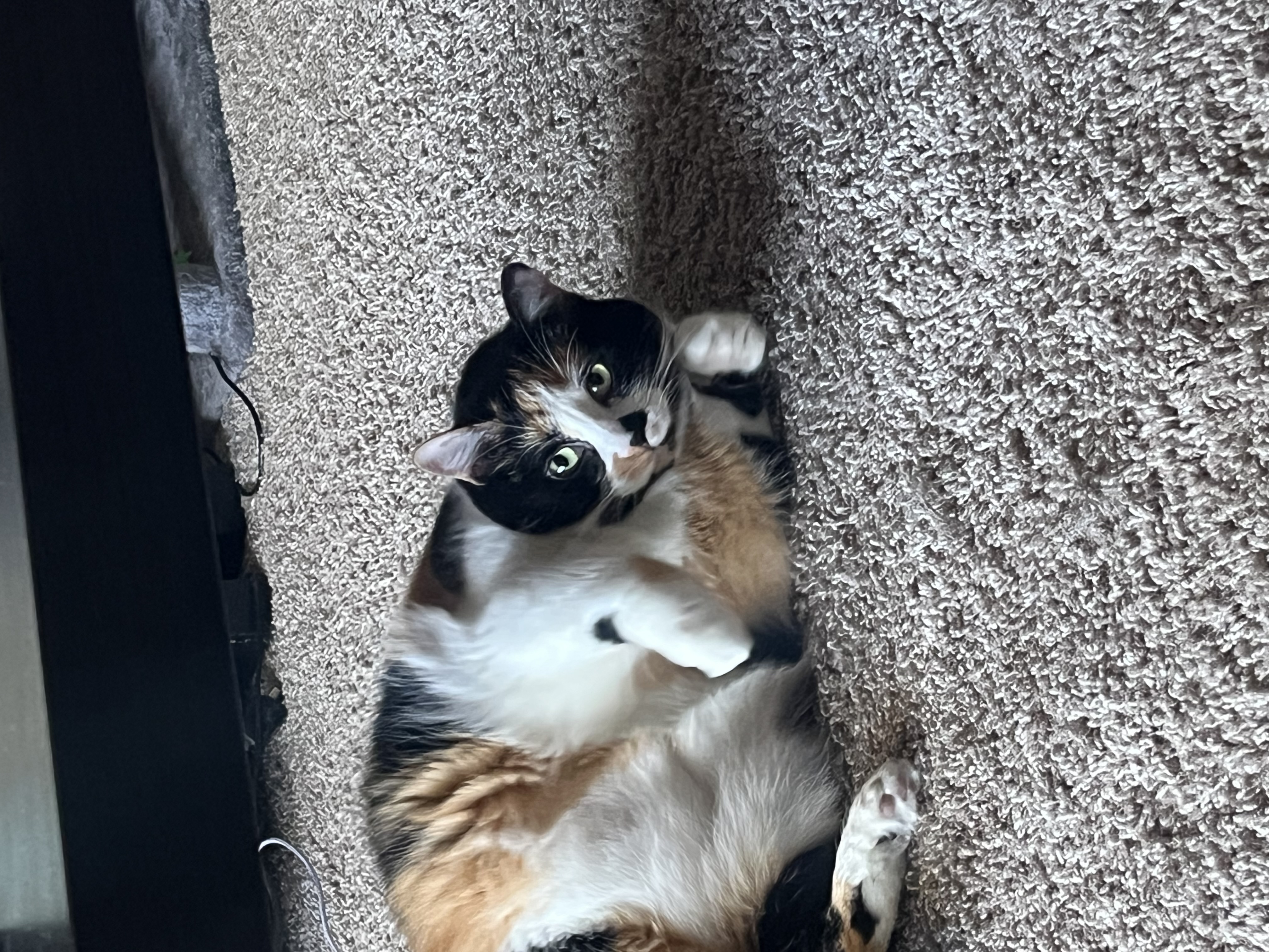 Stella — img 2285 ddf521