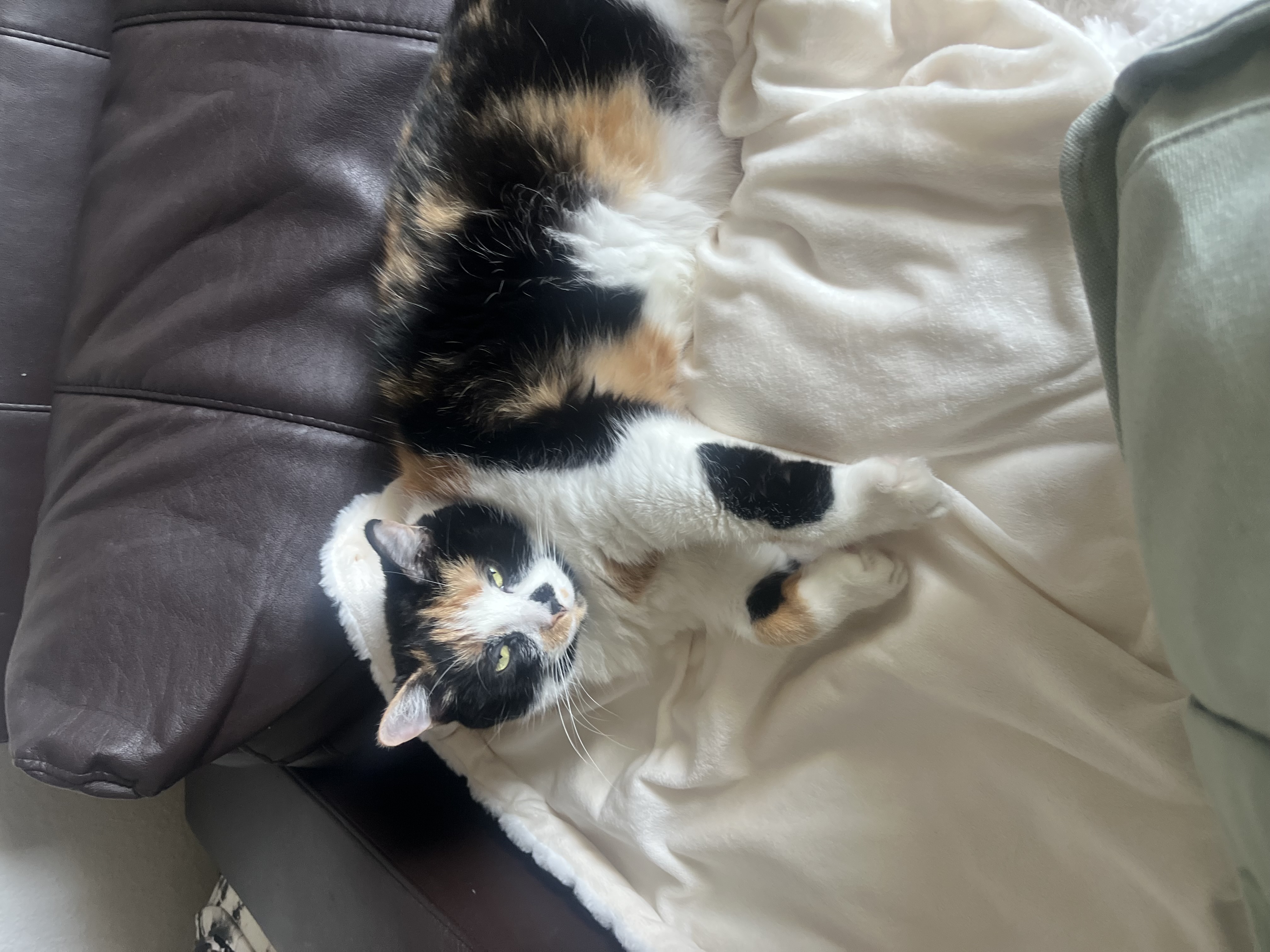 Stella — img 2312 d941e6