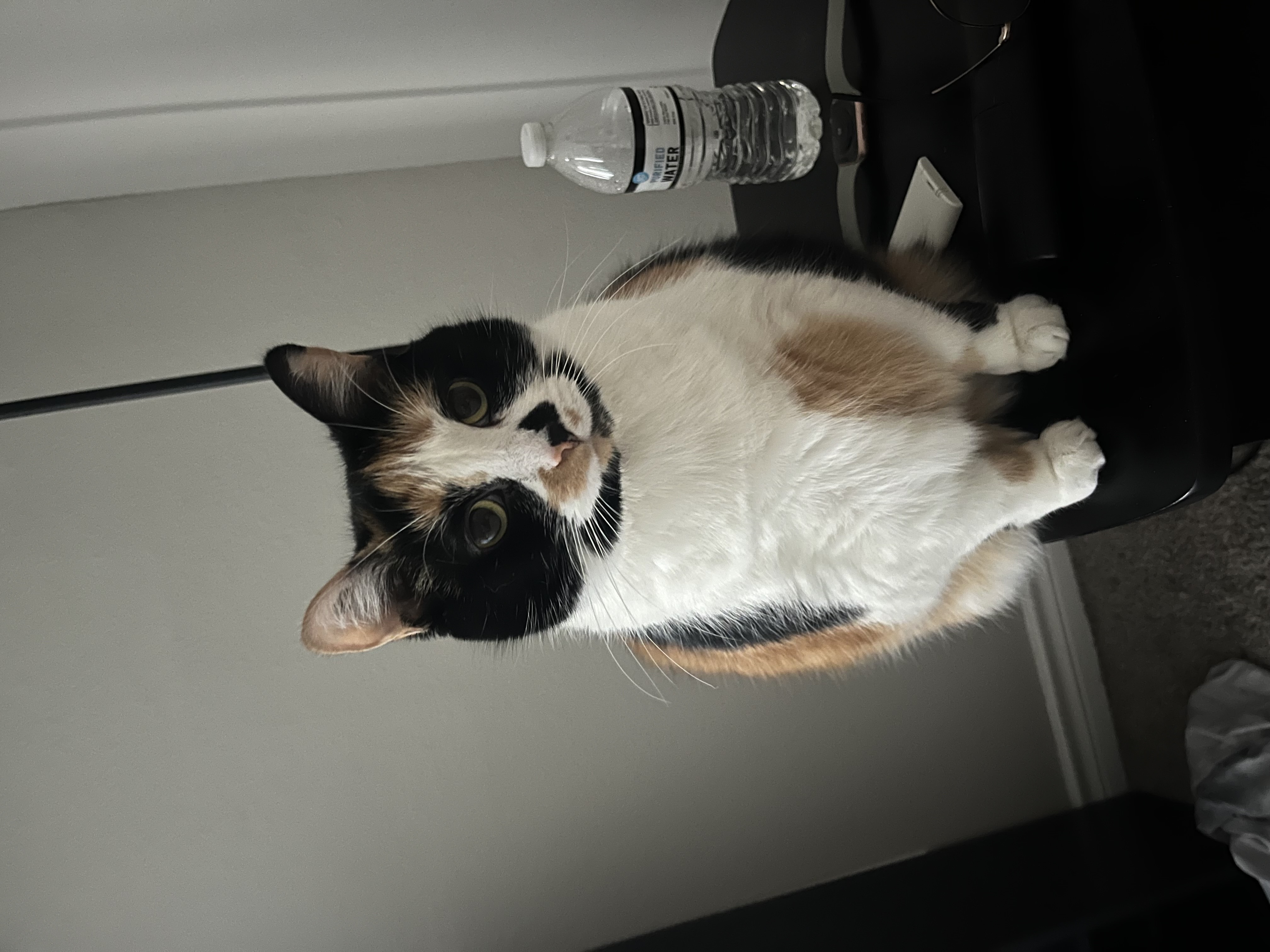 Stella — img 2808 bf502a