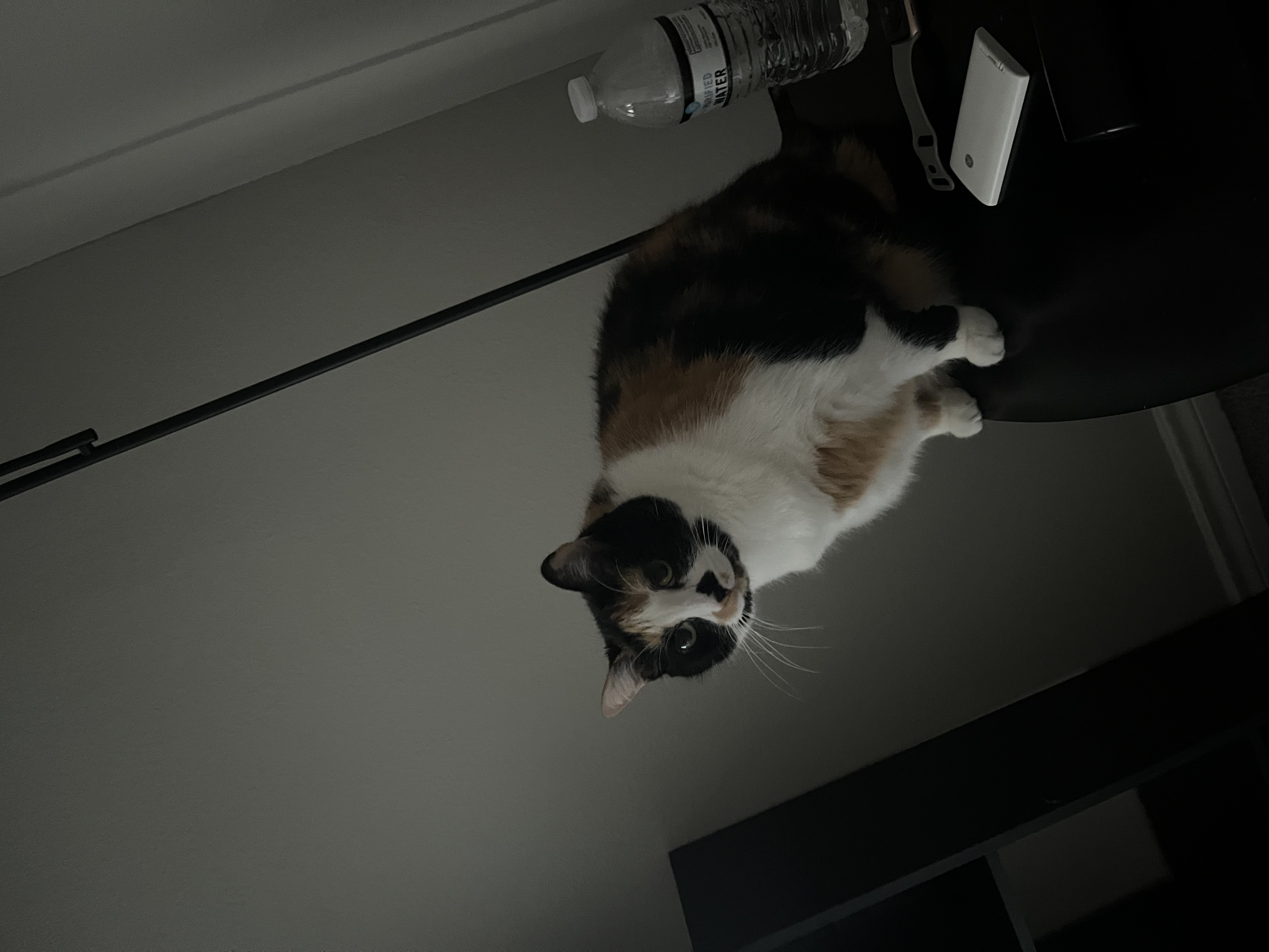Stella — img 2810 57f01e