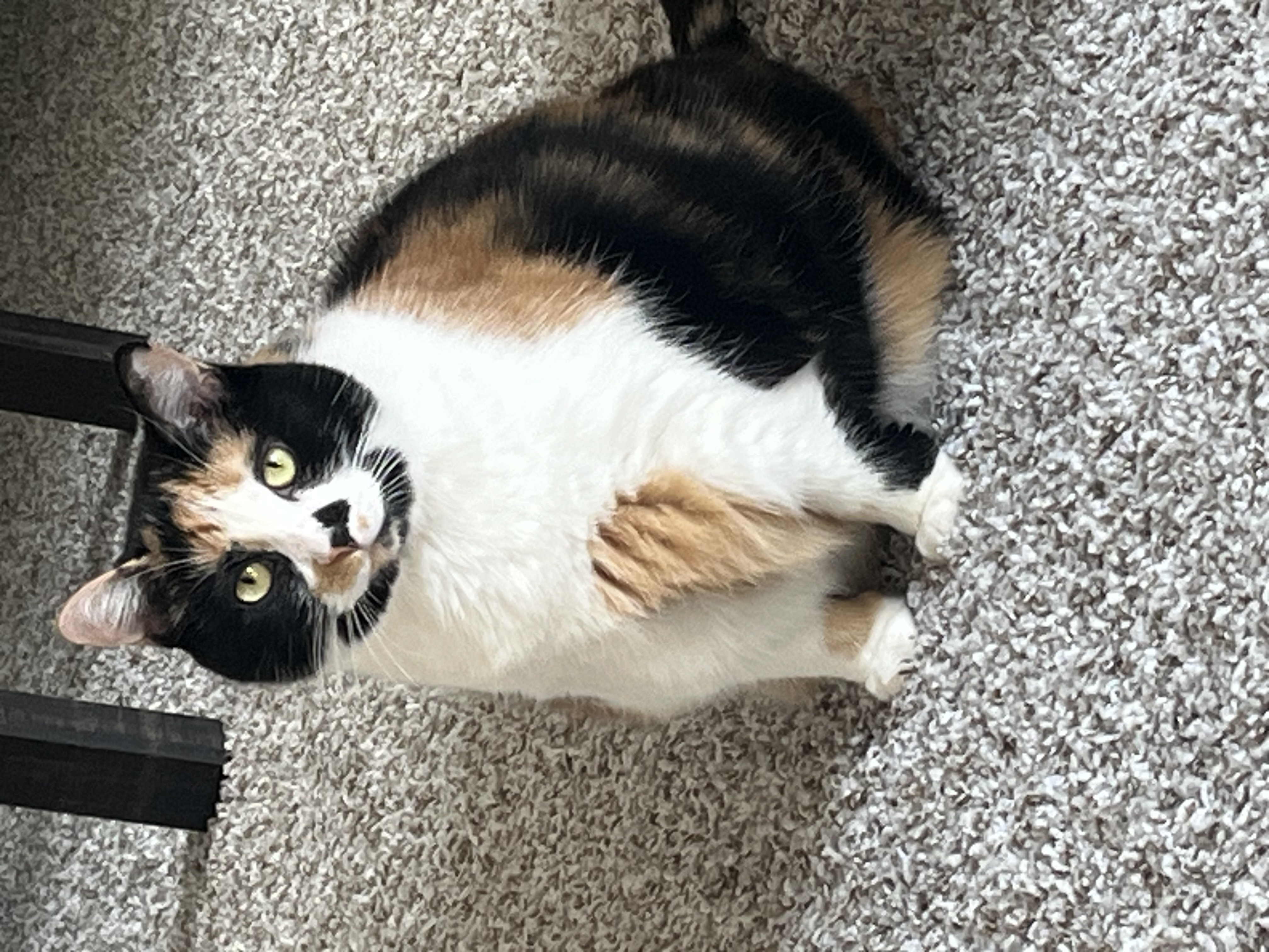 Stella — img 3345 b5795e