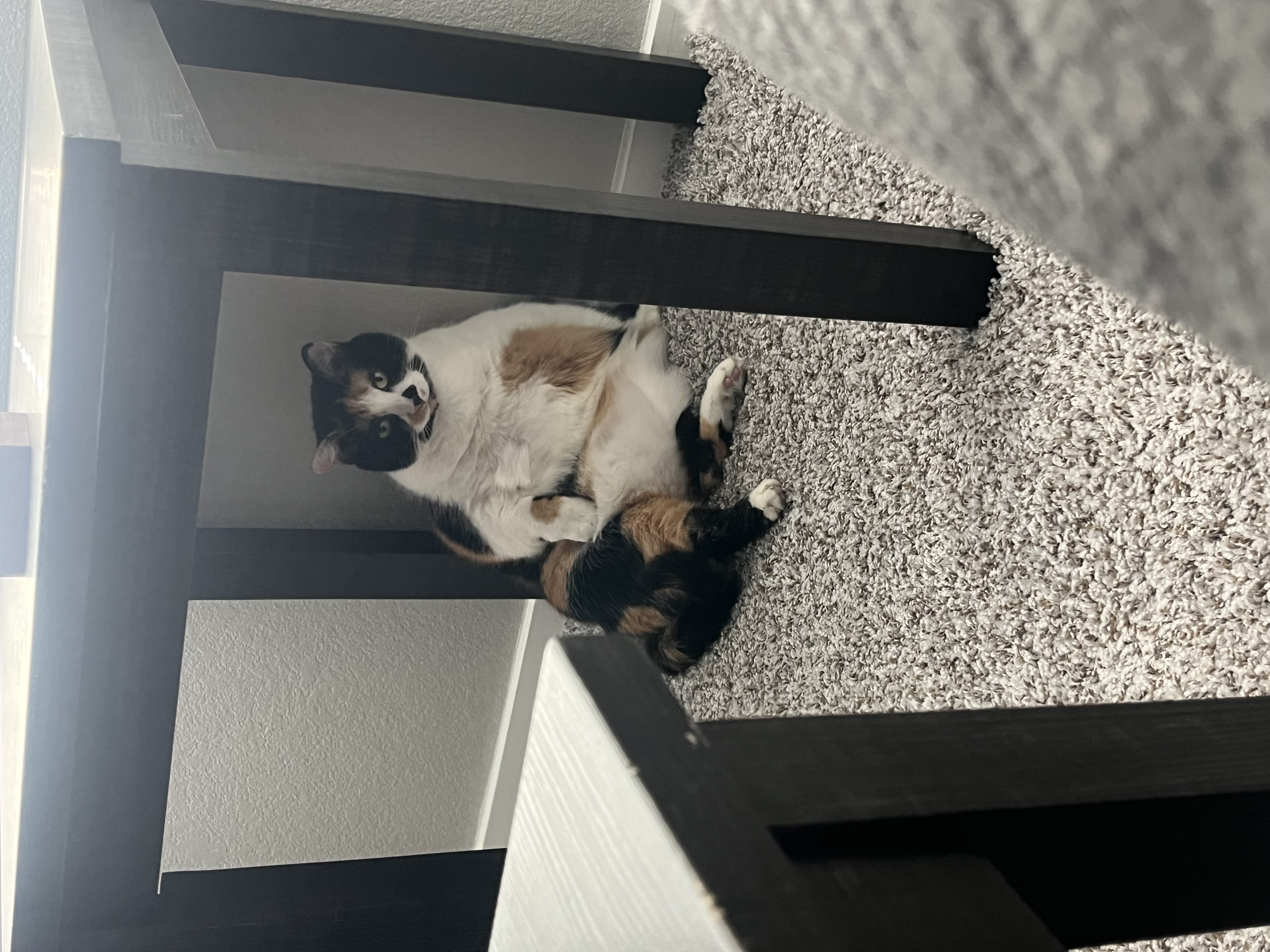 Stella — img 3346 b1522e