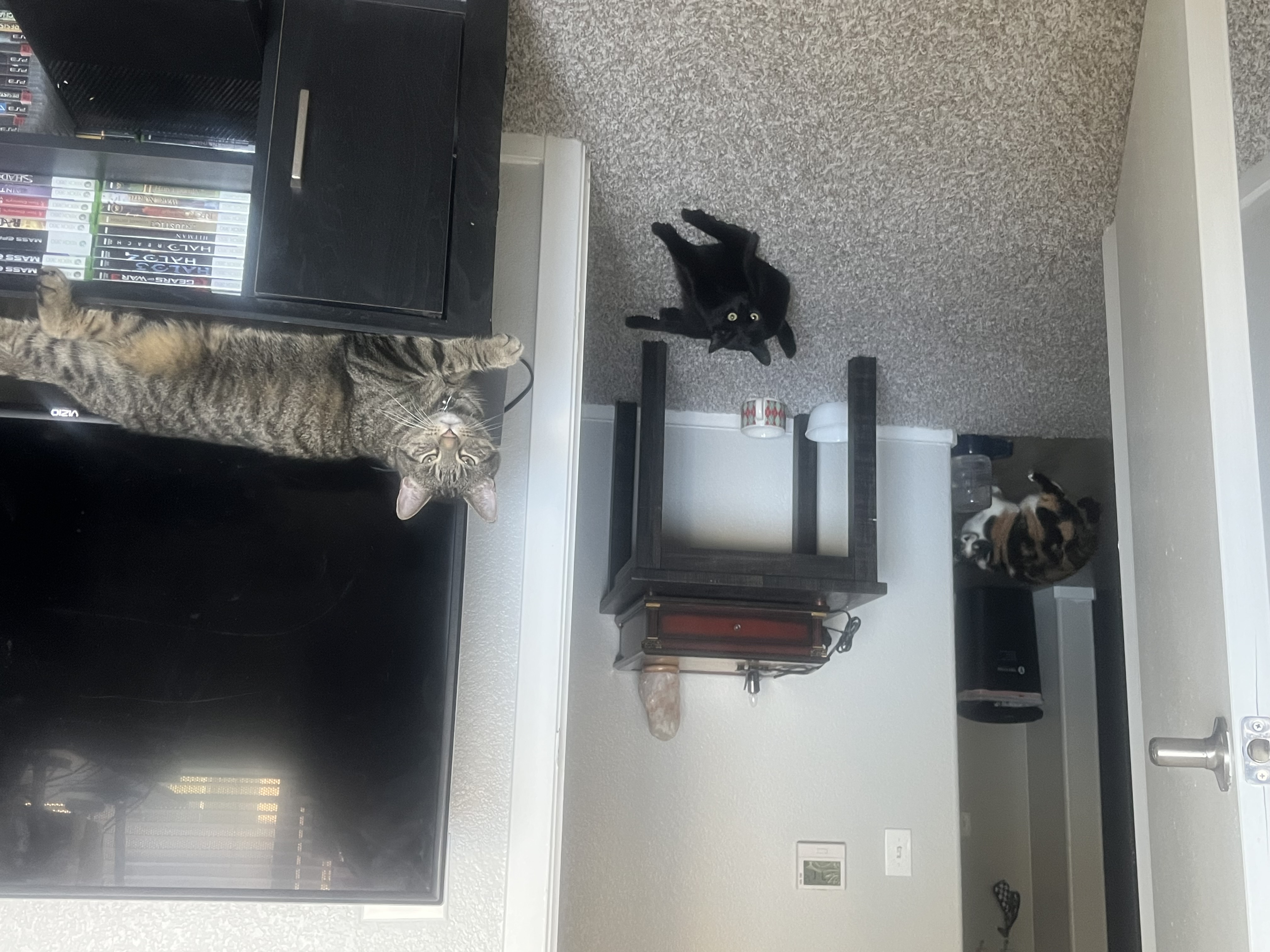 Stella — img 3554 3ef844