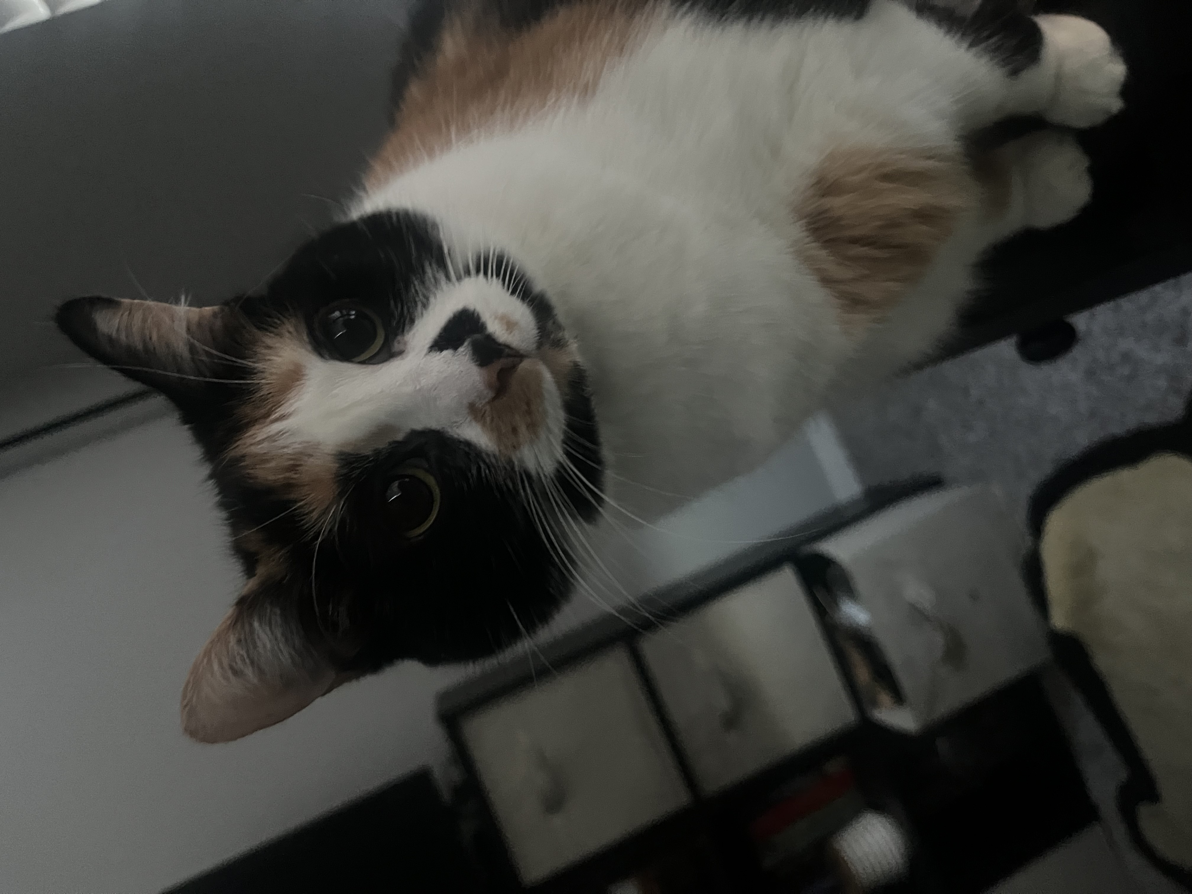 Stella — img 3865 f6f029